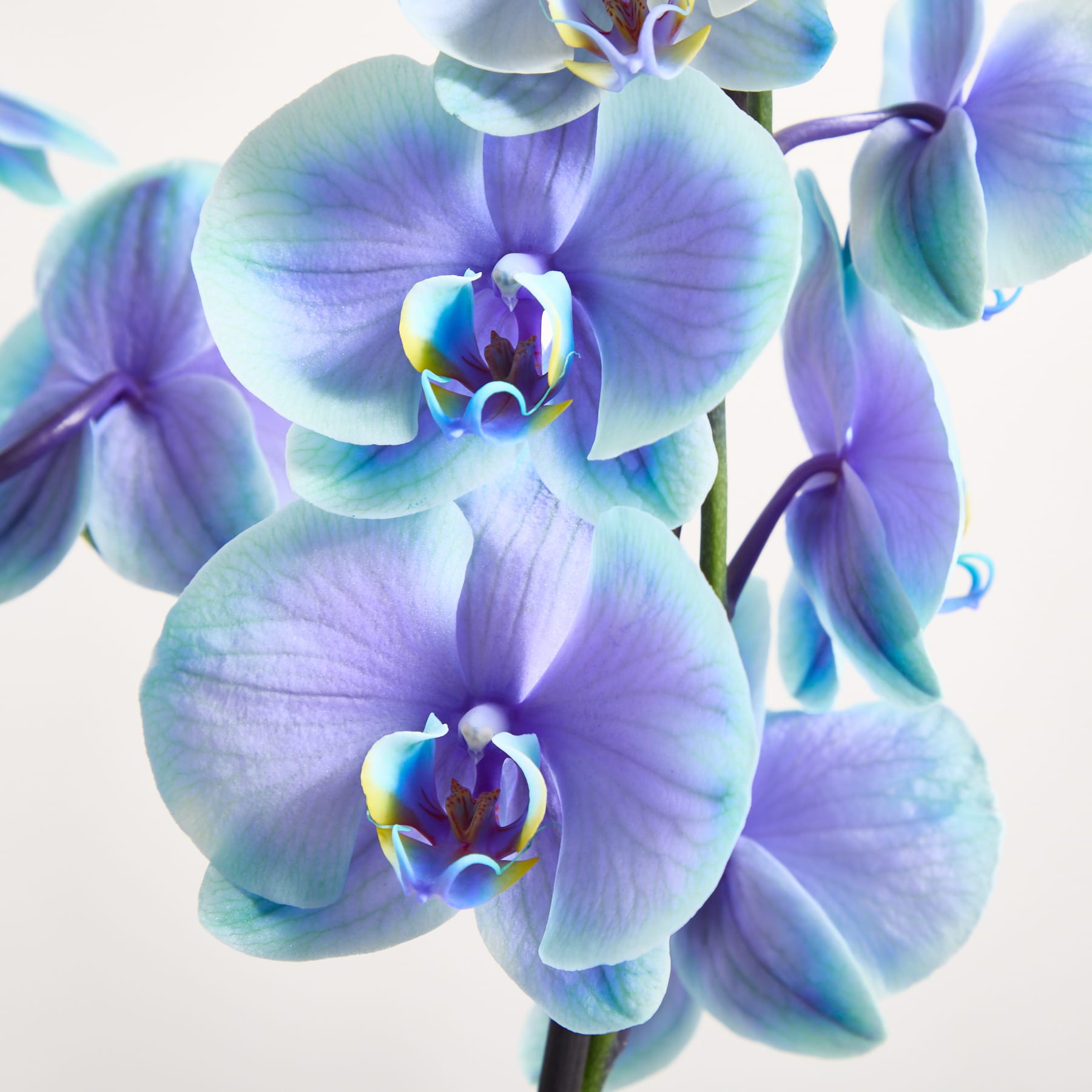 Leuchtend blaue und rosa Orchideenblüten mit zarten Blütenblättern und Zentren blühen vor einem schlichten weißen Hintergrund.