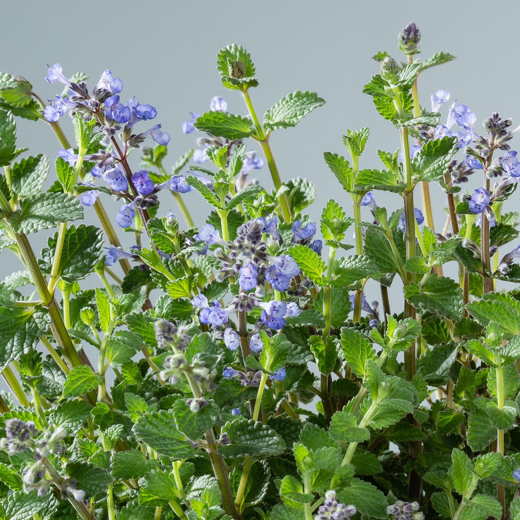 Ein üppiges, lebendiges Schauspiel aus grünem Laub und zarten violetten Blüten vor einem gedämpften grauen Hintergrund.
