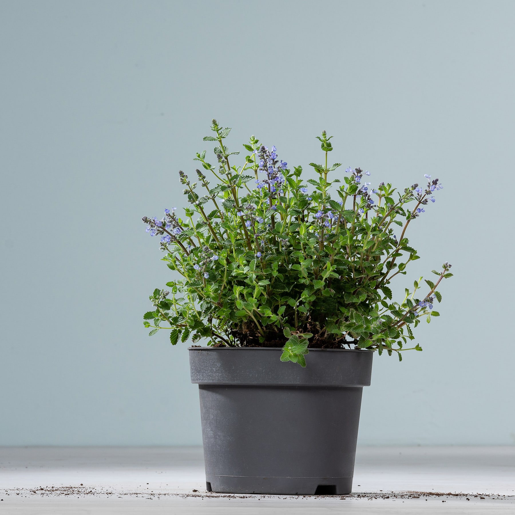 Eine Topfpflanze mit kleinen violetten und grünen Blättern steht auf einer schlichten Fläche vor einem hellblaugrauen Hintergrund.