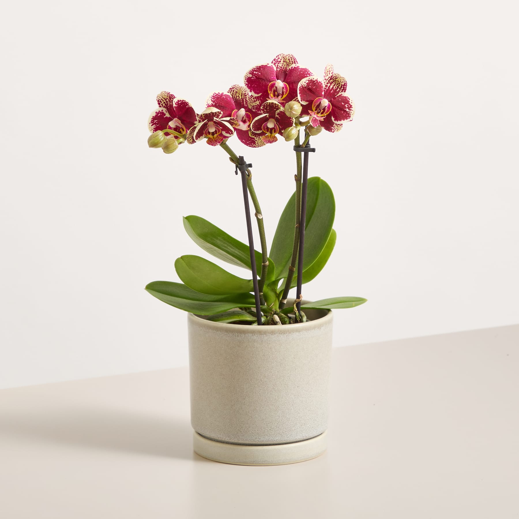 Buntes Orchideen Set - ohne Übertöpfe