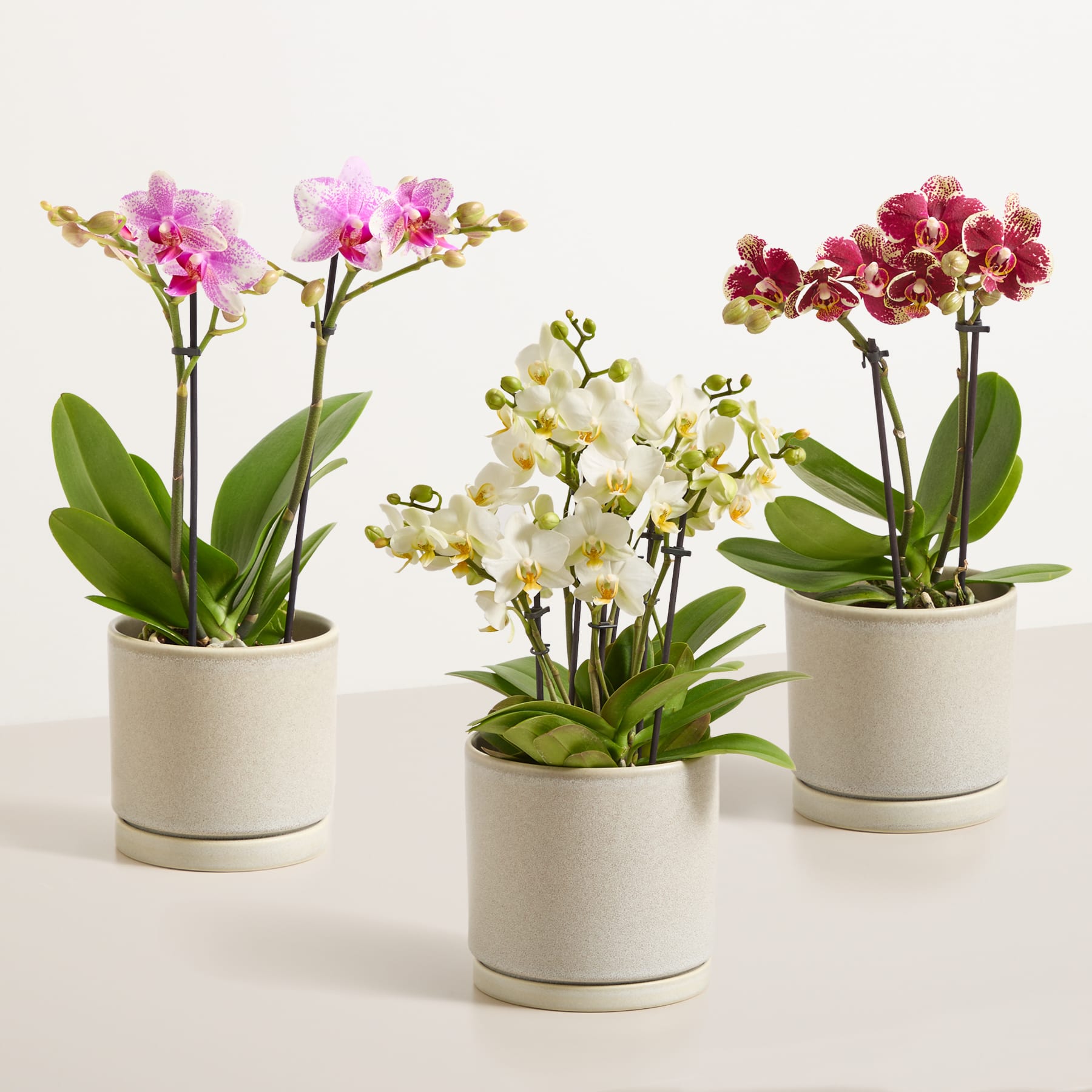 Buntes Orchideen Set - ohne Übertöpfe