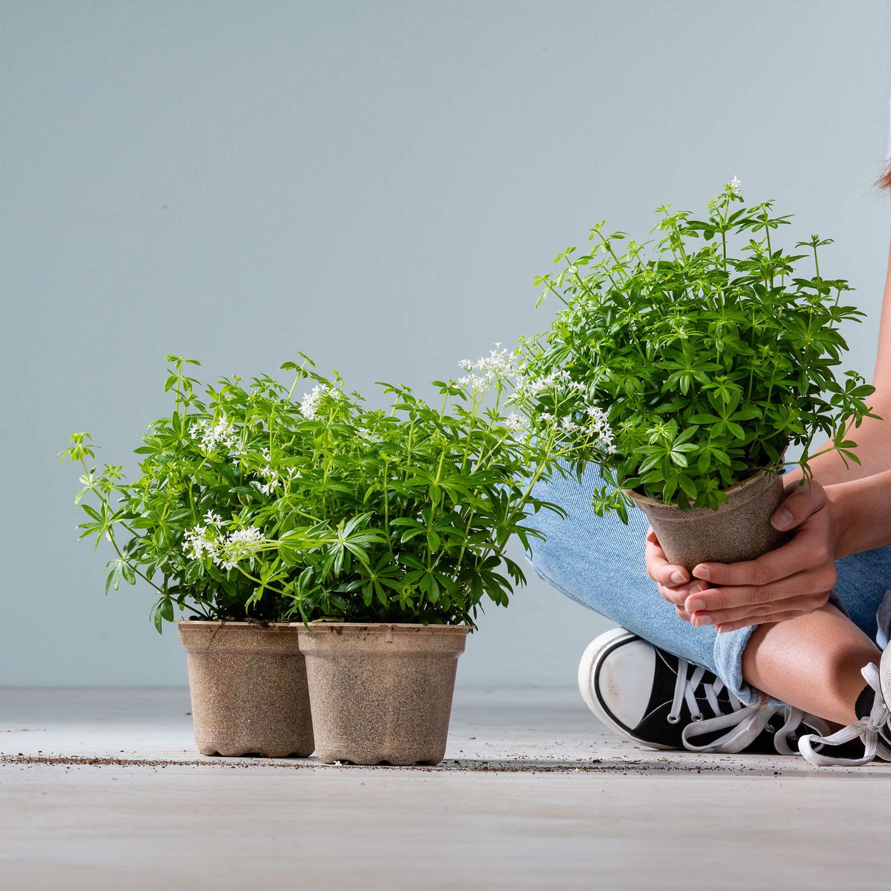 Ein üppiges, grünes Feld voller zarter, weißer Blumen, die eine ruhige und malerische Naturlandschaft schaffen.