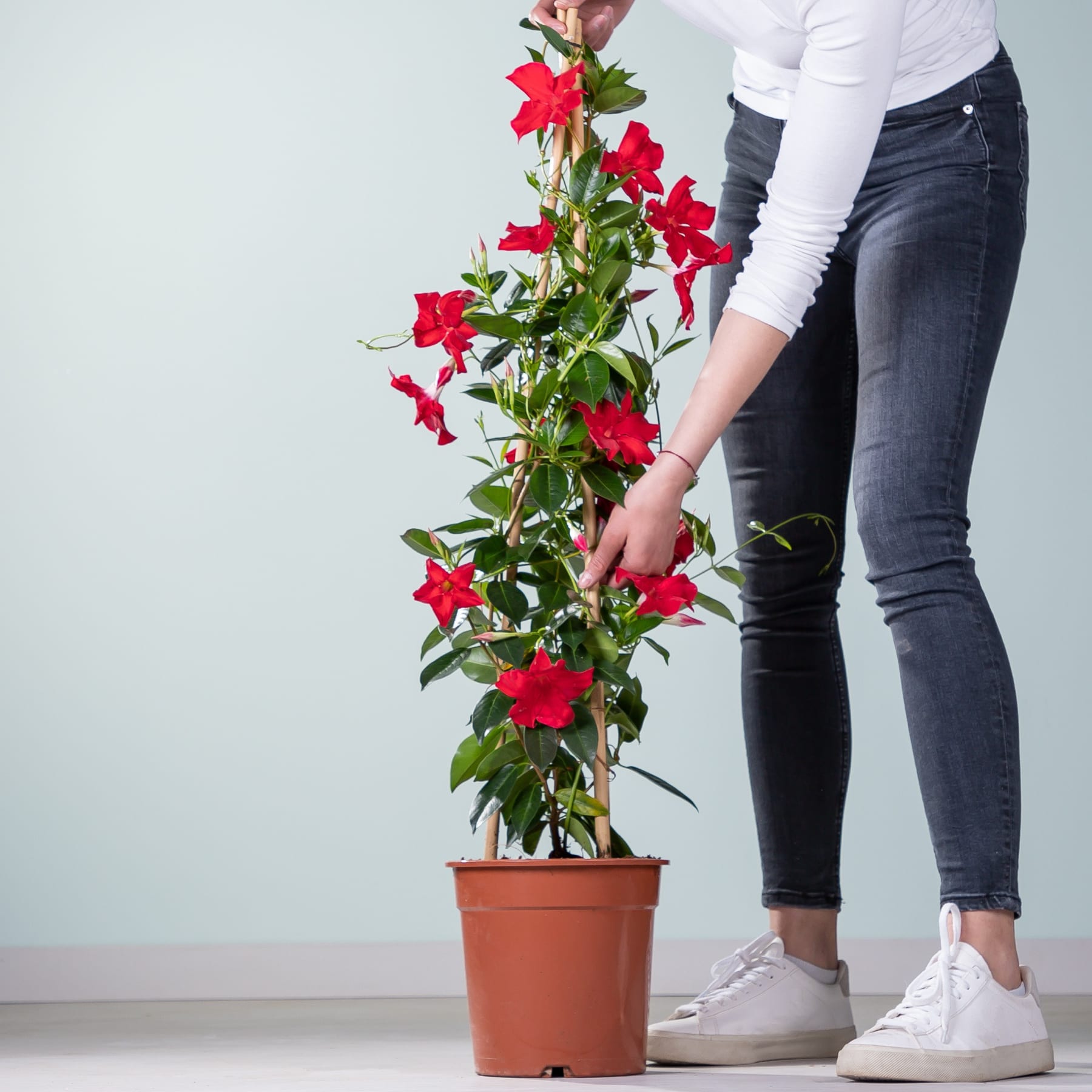 Leuchtend rote Blumen mit zarten Blütenblättern blühen inmitten üppiger grüner Blätter und schaffen eine fesselnde und optisch beeindruckende Szene.