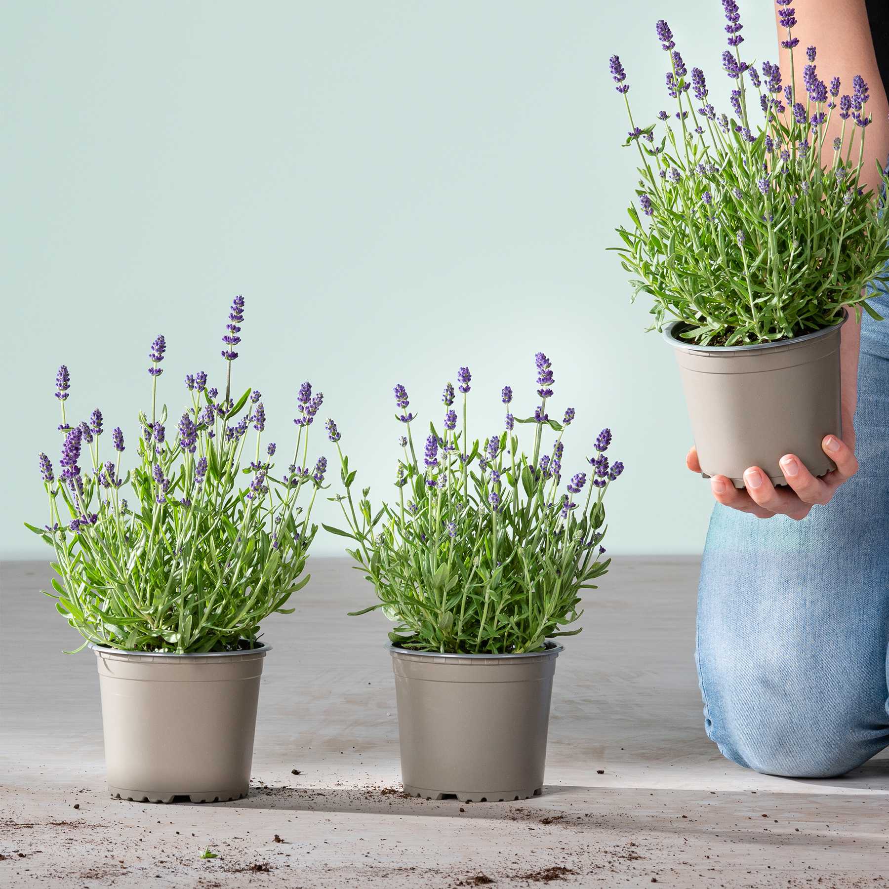 Ein üppiges, leuchtendes Feld aus lila Lavendelblüten erstreckt sich über den Vordergrund, mit einem Hintergrund aus grünem Laub und anderen blühenden Pflanzen im Hintergrund.
