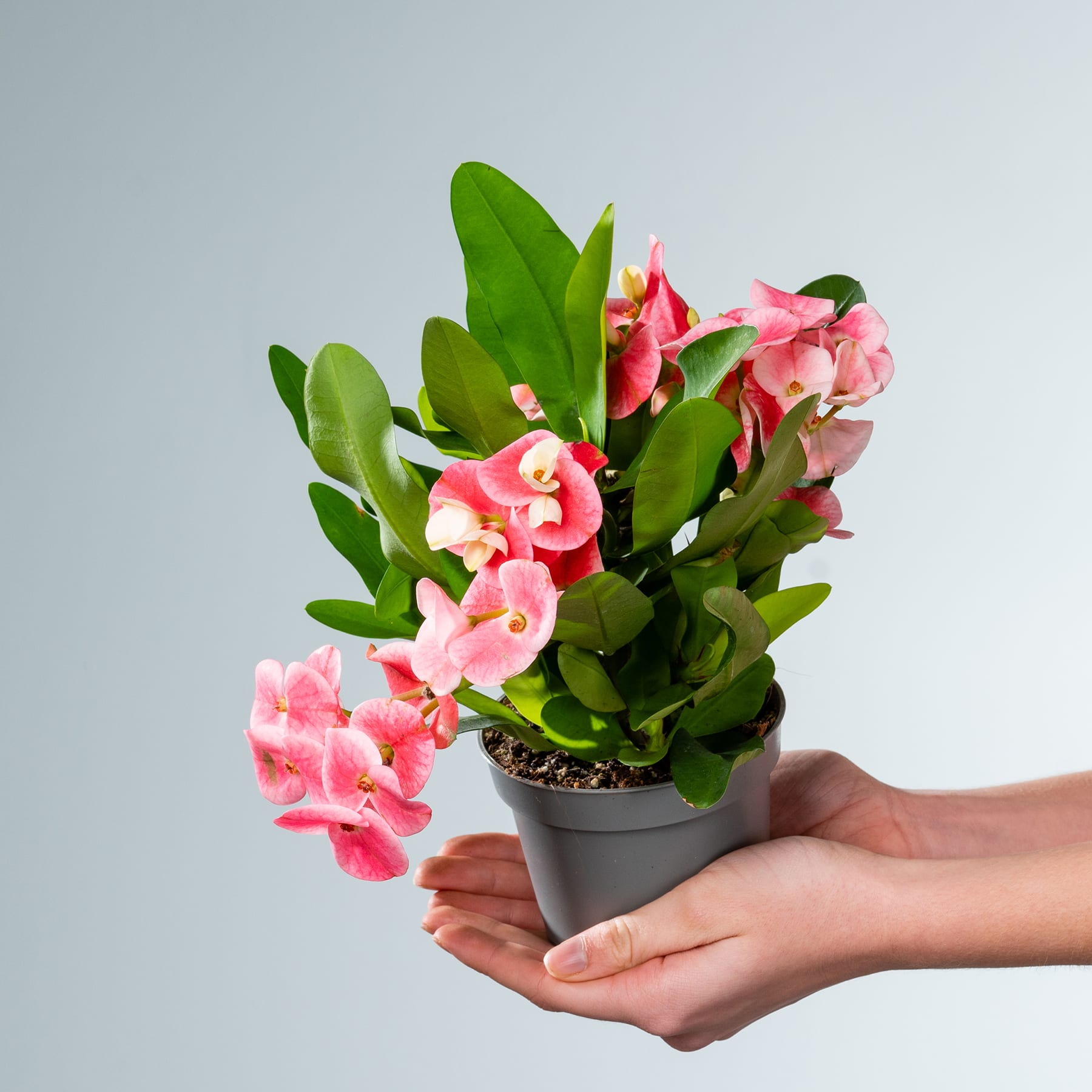 Eine Hand hält eine Topfpflanze mit leuchtend pinken und grünen Blüten vor einem schlichten grauen Hintergrund.