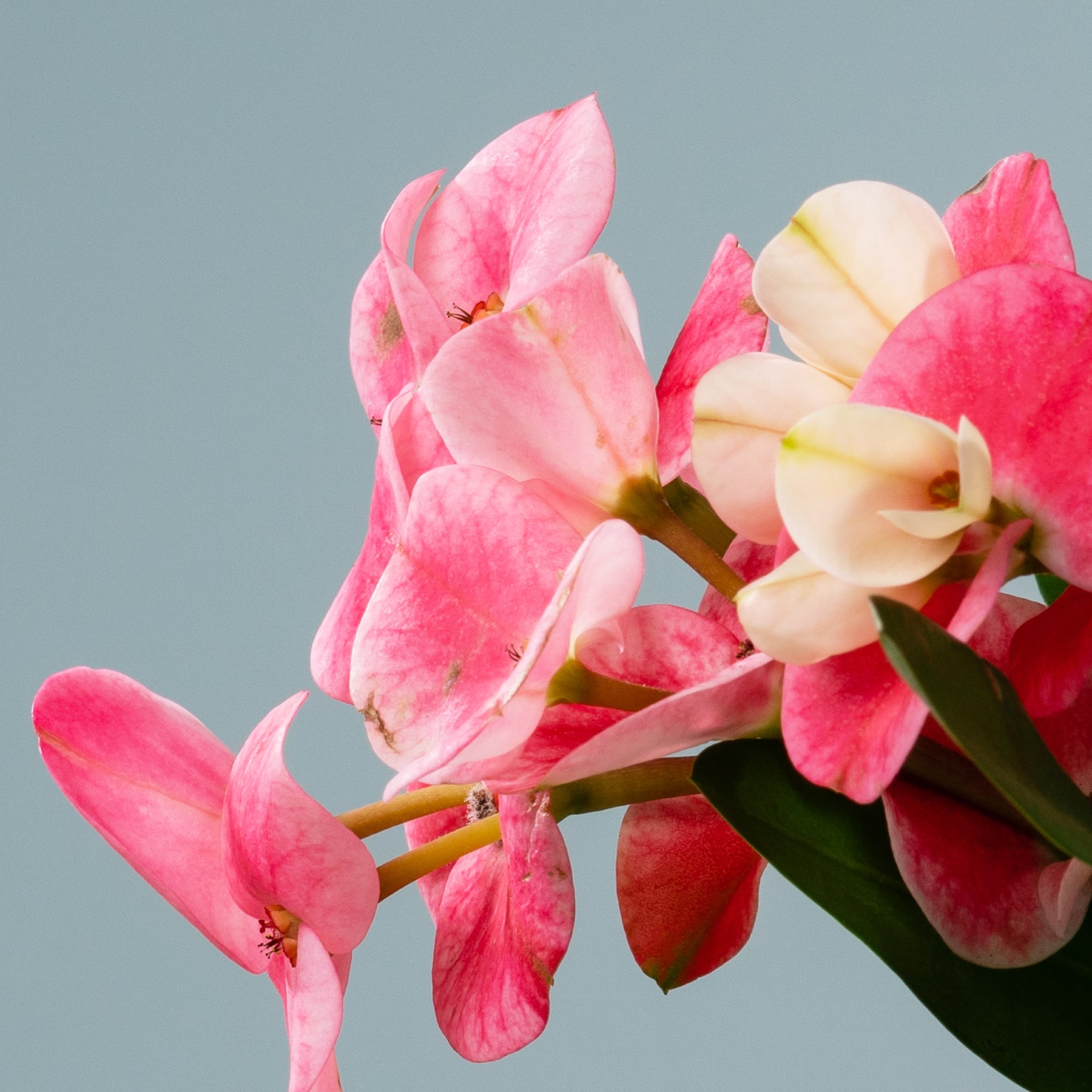 Leuchtend rosa und weiße Blüten mit zarten Blütenblättern heben sich vom gedämpften graublauen Hintergrund ab und schaffen eine optisch eindrucksvolle und zugleich ruhige Komposition.