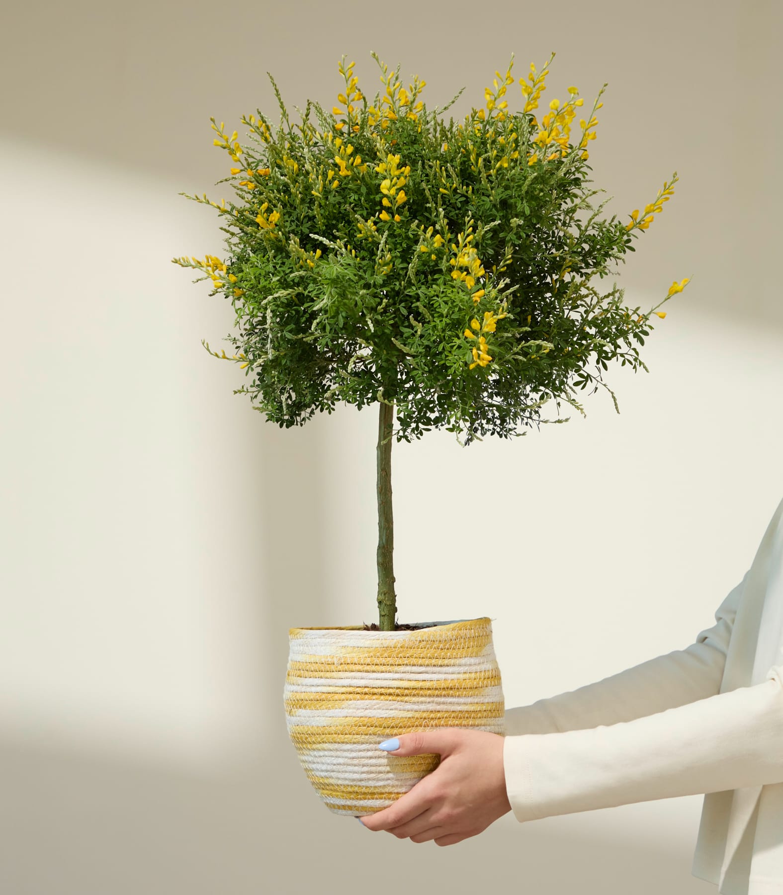 Ein kleiner Baum mit üppigem grünem Laub und gelben Blüten steht in einem gestreiften Keramikbehälter vor einem schlichten weißen Hintergrund.