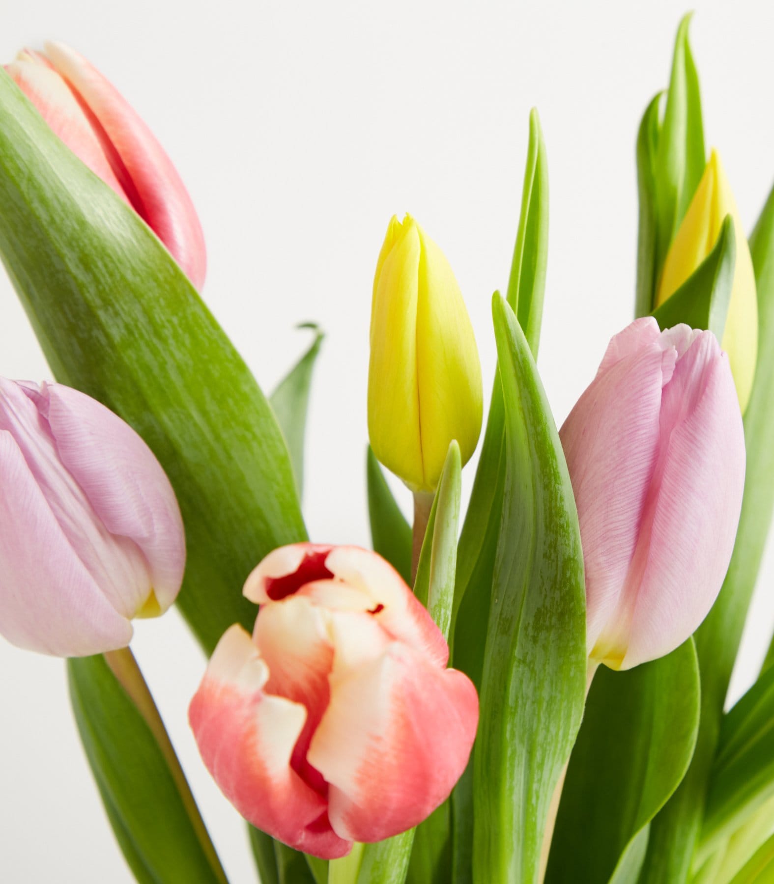 Ein leuchtender Strauß Tulpen in verschiedenen Rosa-, Gelb- und Grüntönen hebt sich von einem schlichten weißen Hintergrund ab und erzeugt so eine optisch ansprechende und zugleich beruhigende Komposition.