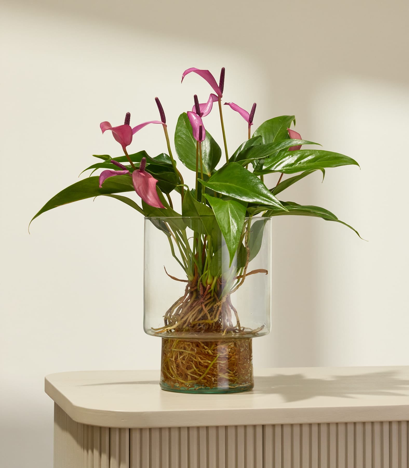 Ein Strauß leuchtend rosa Anthurienblüten in einer Glasvase, gehalten in den Händen einer Person vor einem schlichten weißen Hintergrund.