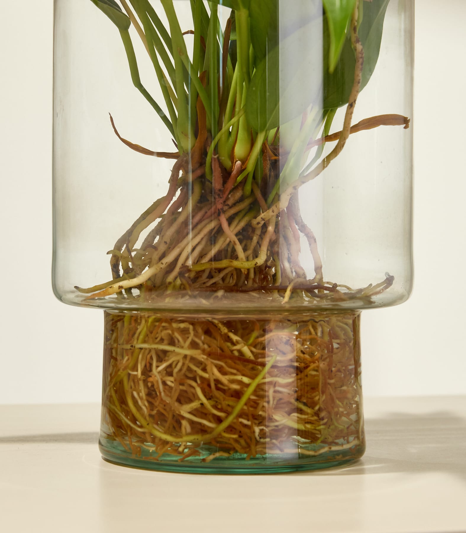 Eine Glasvase mit einem farbenfrohen Strauß rosa und grüner tropischer Blumen vor einem schlichten weißen Hintergrund.