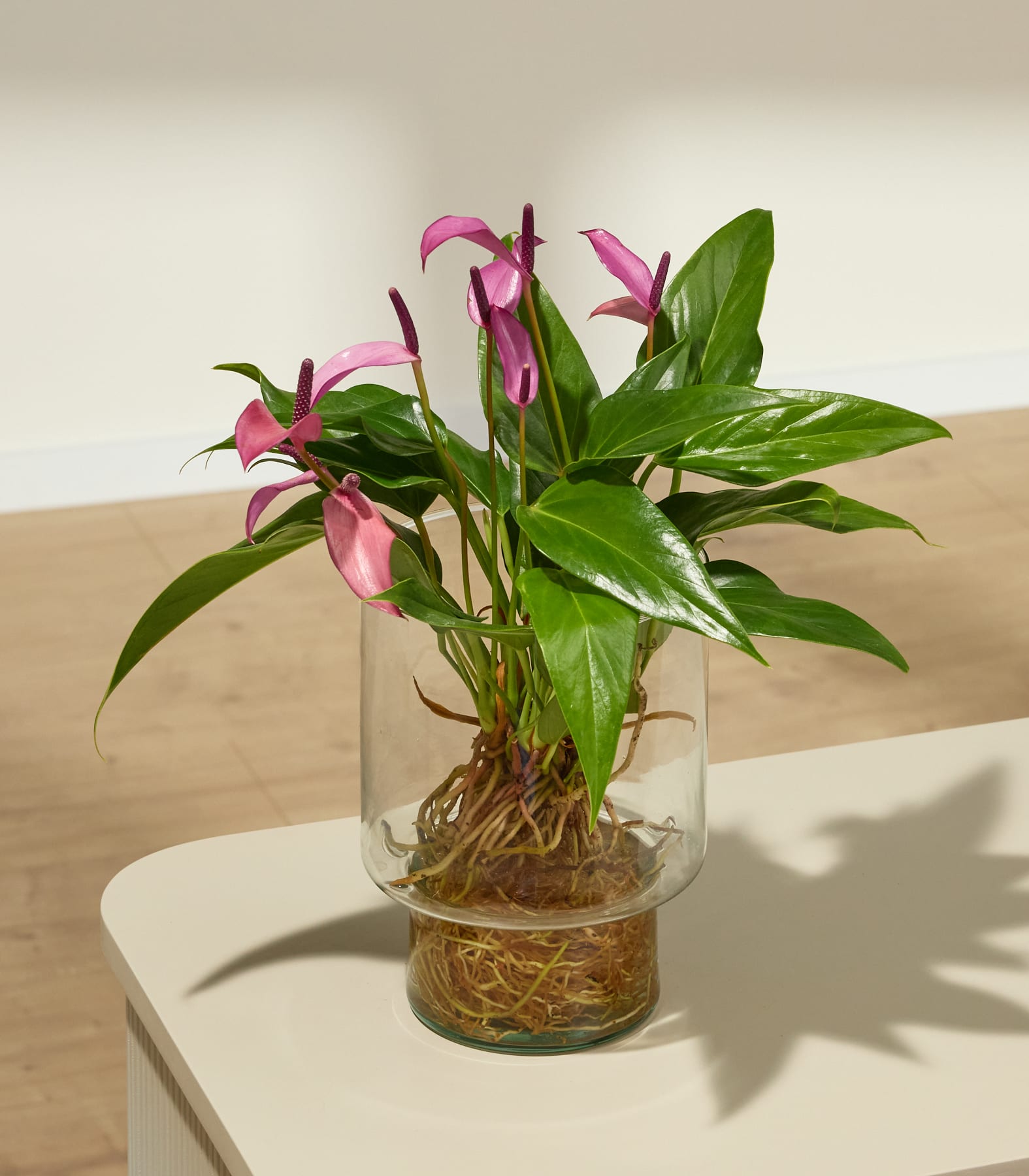 Leuchtend rosa Anthurienblüten mit üppigen grünen Blättern füllen den Rahmen und schaffen eine optisch beeindruckende und natürliche Komposition.