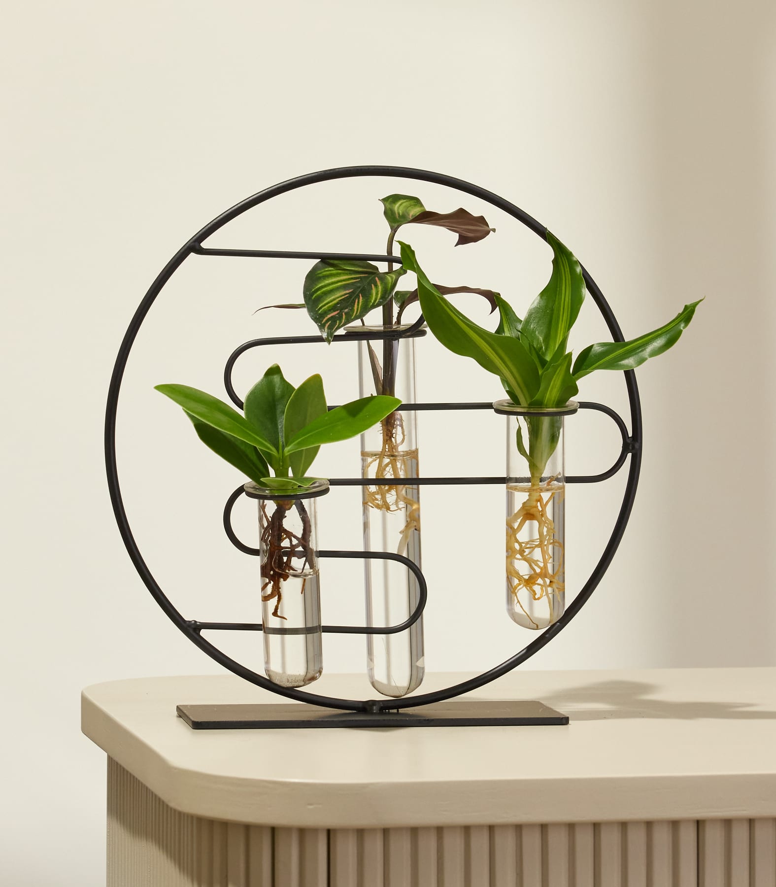 Das Bild zeigt drei Topfpflanzen, die in einem runden Metallrahmen präsentiert werden, der von den Händen einer Person gehalten wird.