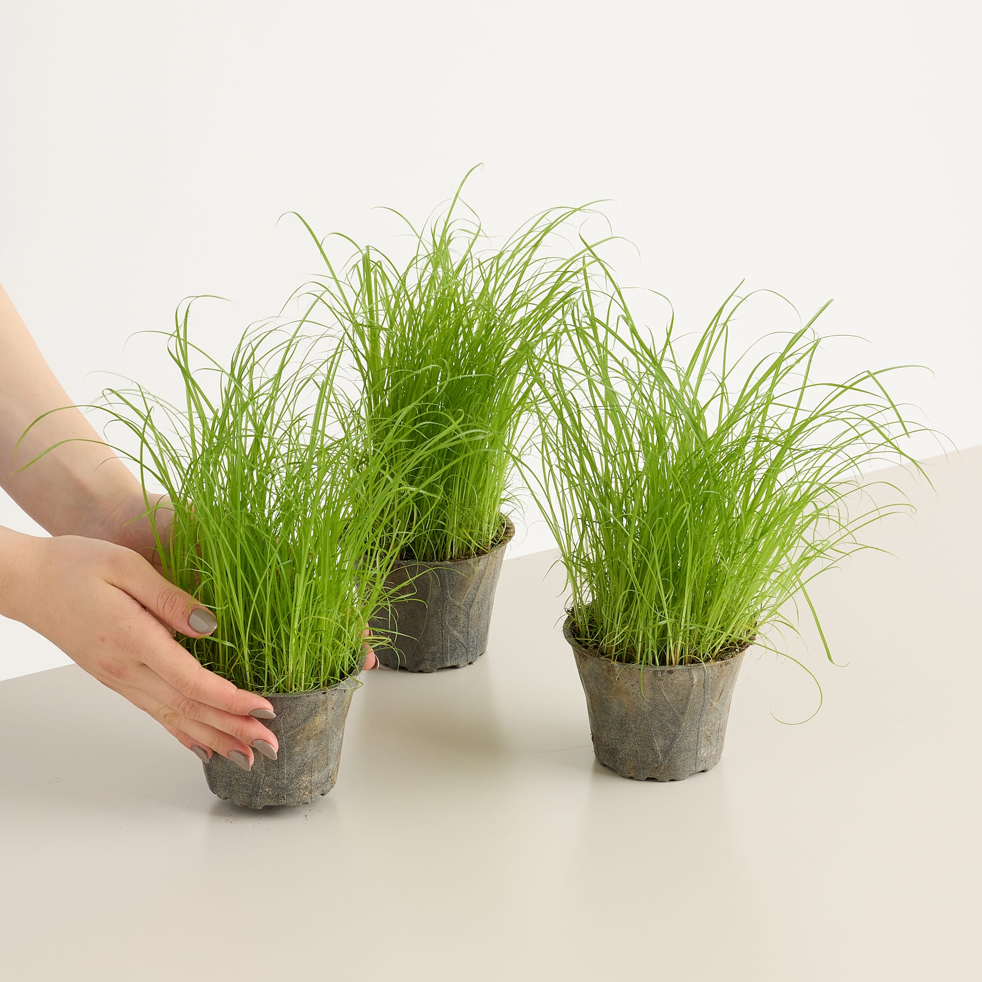 Das Bild zeigt drei Topfpflanzen mit üppigem, grünem, grasartigem Laub auf einer weißen Fläche vor einem schlichten Hintergrund.