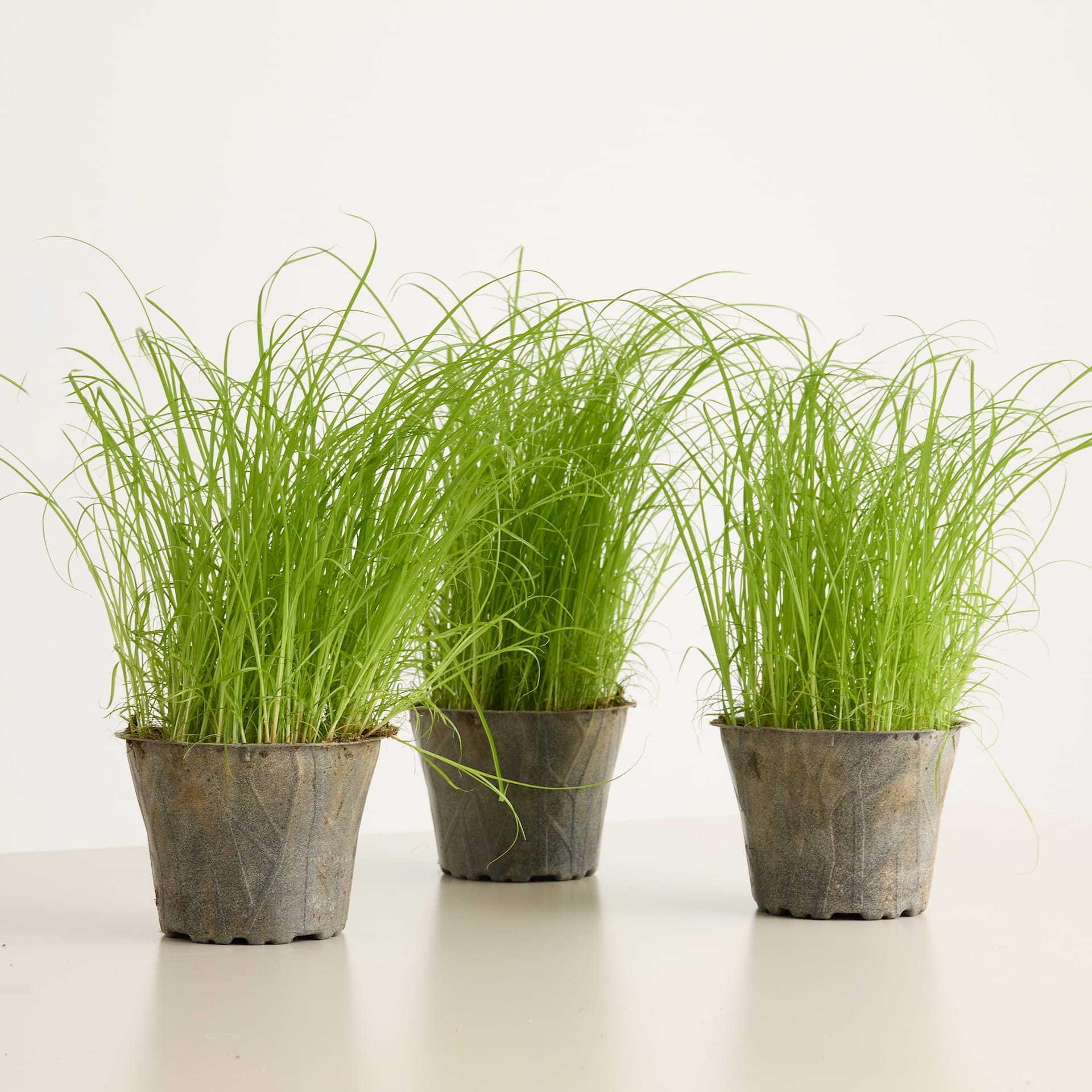 Drei Topfpflanzen mit üppigem, grünem, grasartigem Laub stehen auf einer hellen Oberfläche vor einem schlichten weißen Hintergrund.