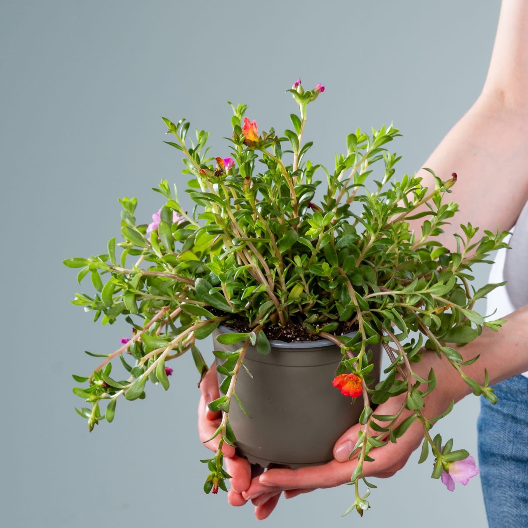 Eine üppige, grüne Pflanze mit kleinen roten Beeren wird in den Händen einer Person vor einem schlichten, hellblauen Hintergrund gehalten.