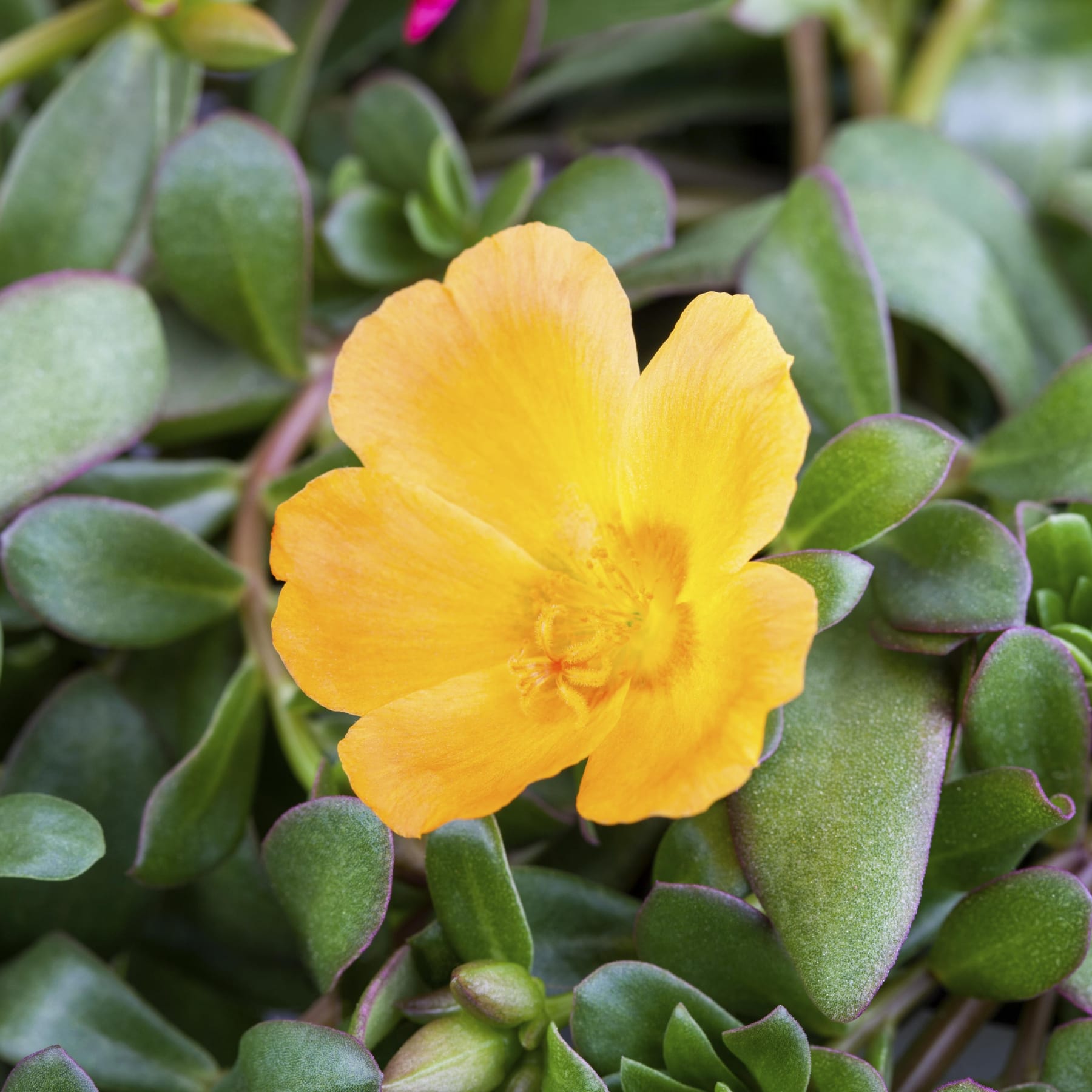 Eine leuchtend gelbe Blüte erblüht inmitten üppigen grünen Laubs und erzeugt so einen optisch auffälligen Kontrast im Bild.