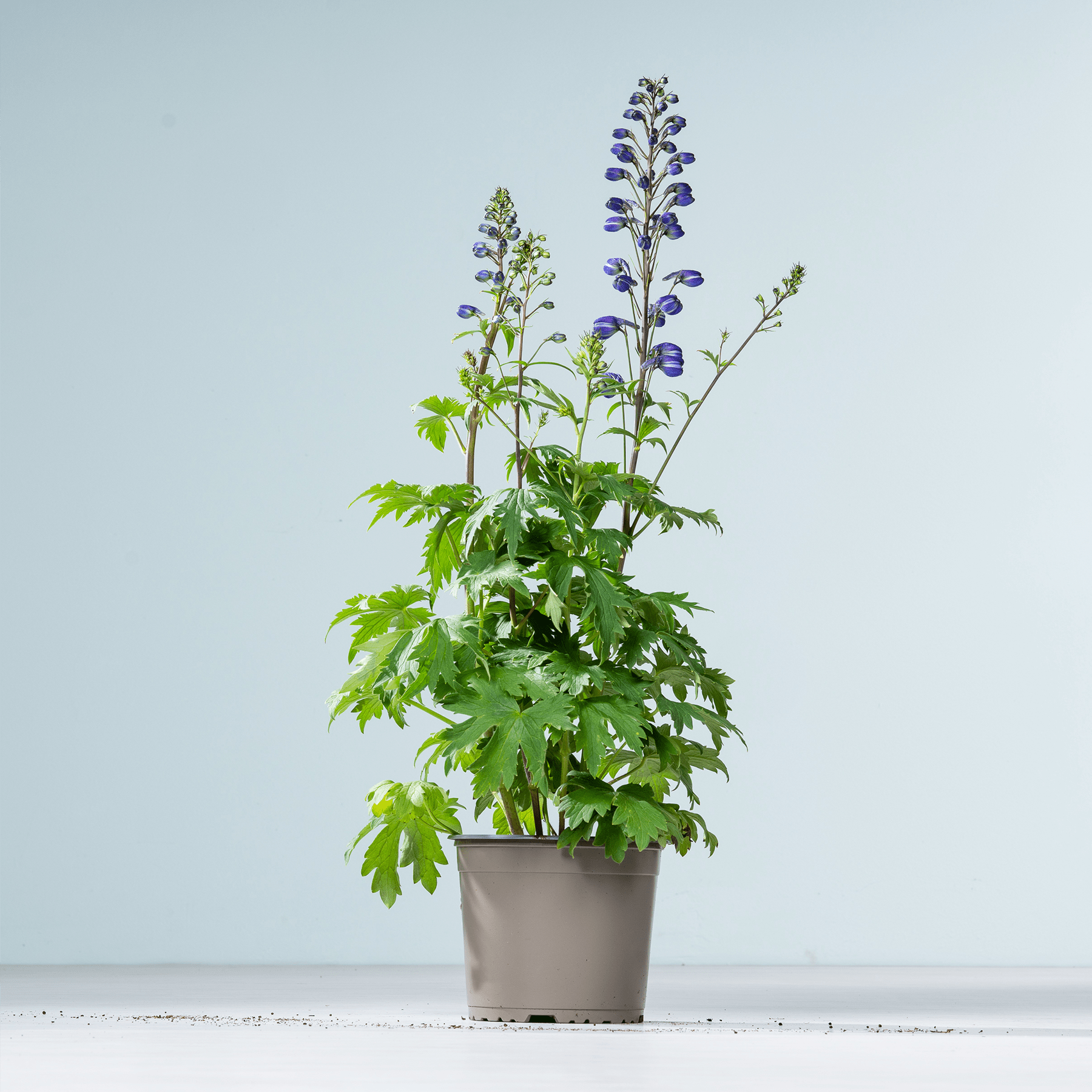 Das Bild zeigt eine Topfpflanze mit großen grünen Blättern und violetten Blüten vor einem schlichten hellblauen Hintergrund.