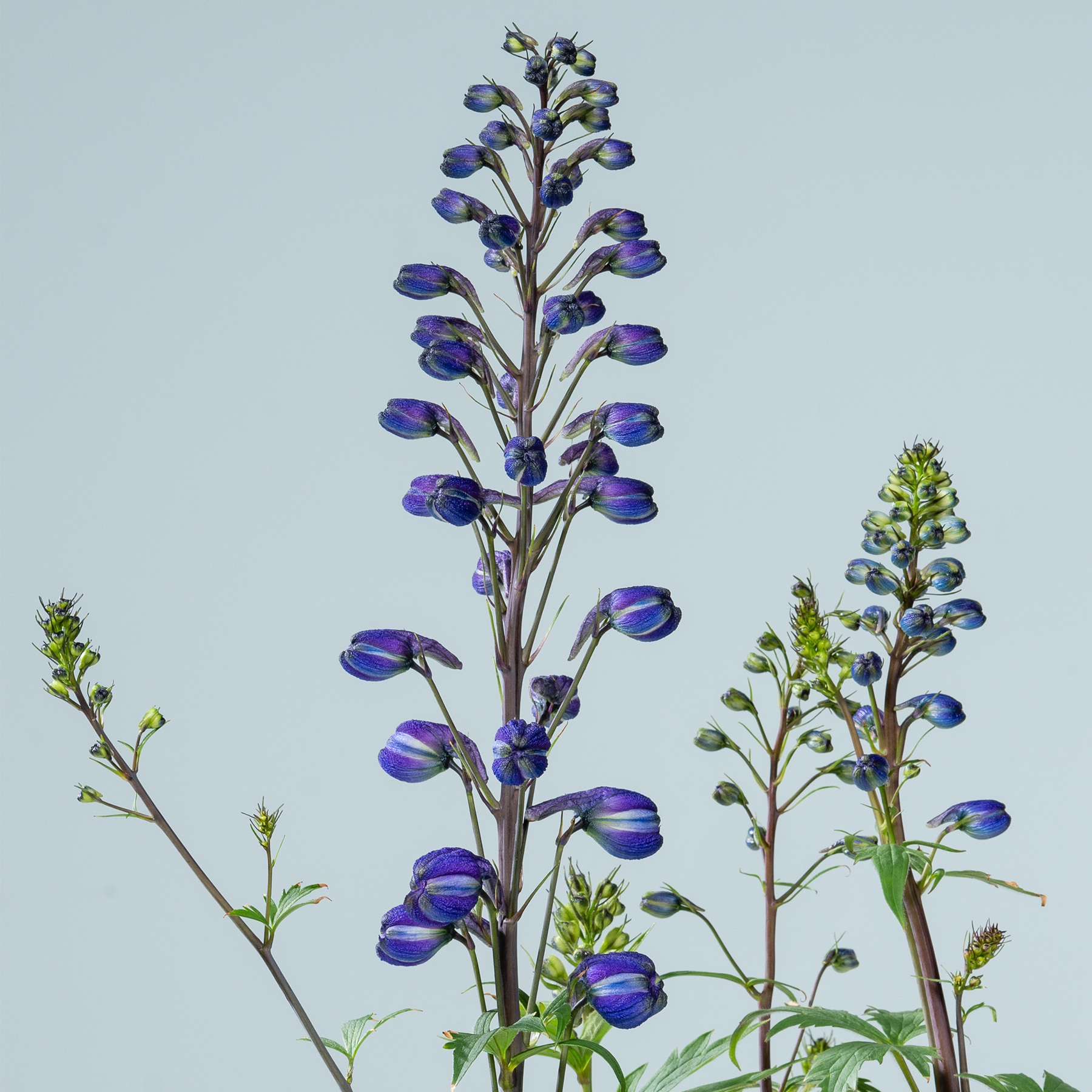Ein hoher, leuchtend violetter Blütenstiel ragt im Vordergrund hervor, umgeben von kleineren grünen Pflanzen vor einem hellblauen Himmel.