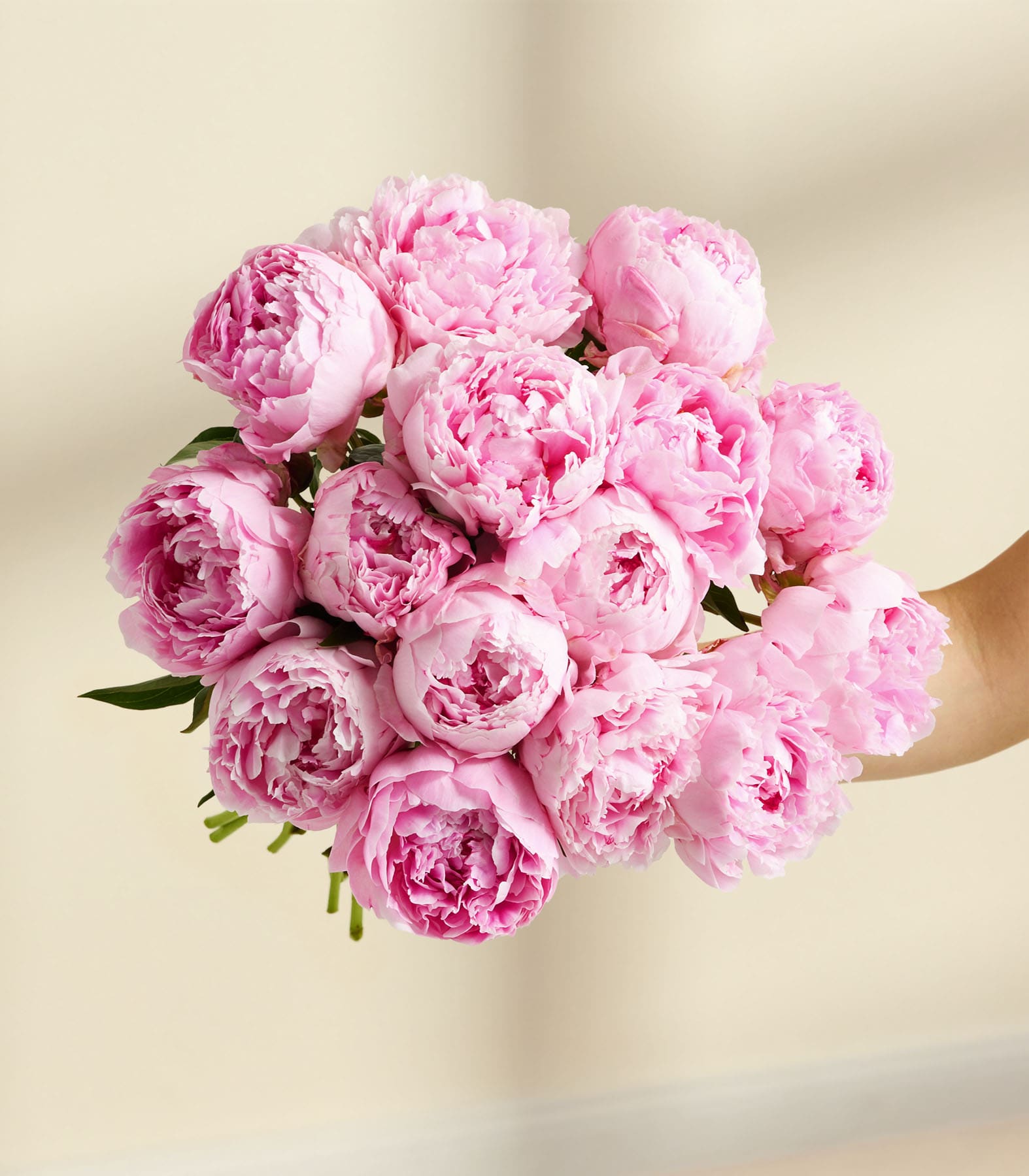 Ein Strauß üppiger, leuchtend rosa Pfingstrosen ruht auf einem schlichten weißen Hintergrund, ihre zarten Blütenblätter fallen in einem sanften, romantischen Arrangement herab.