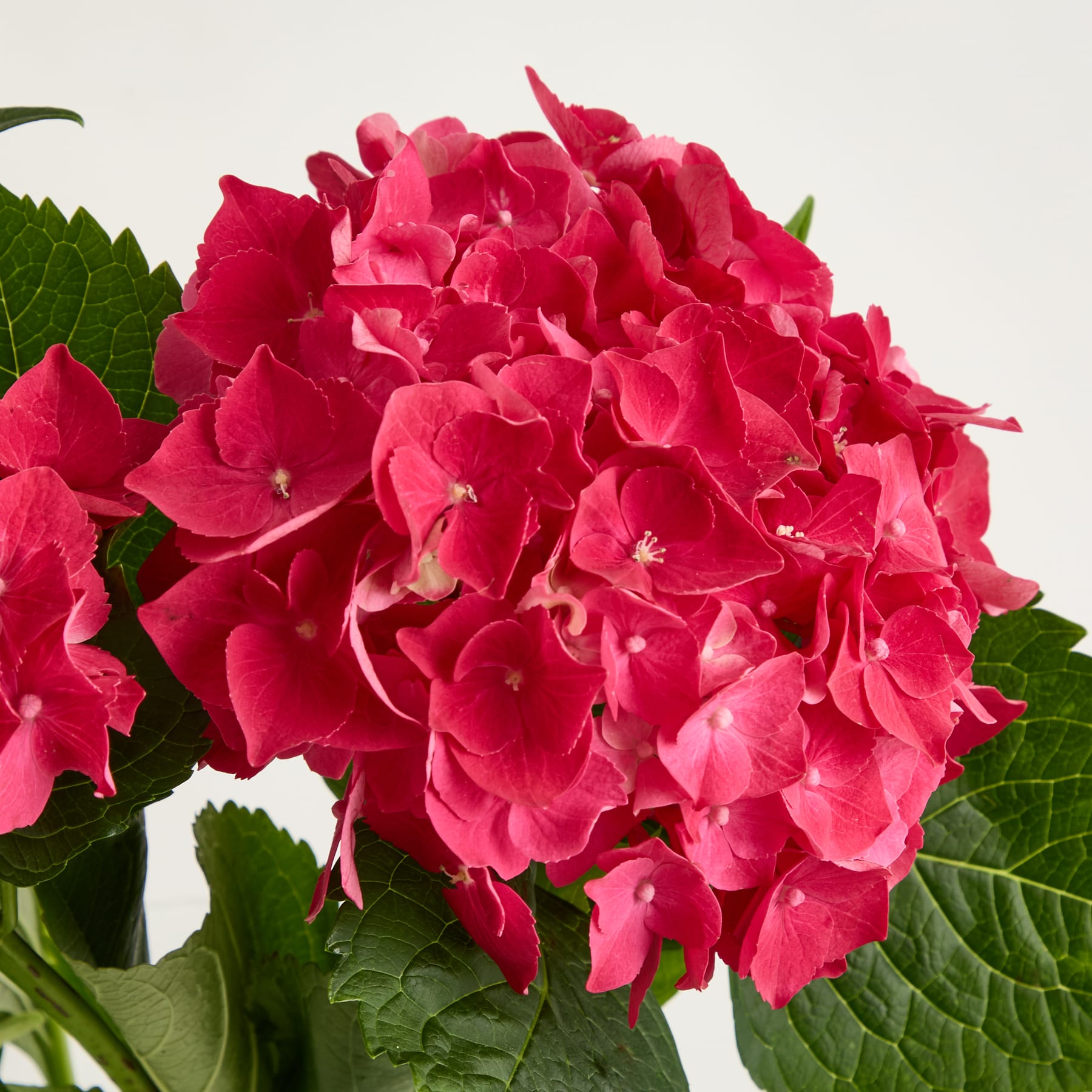 Ein leuchtender Strauß violetter Hortensienblüten mit grünen Blättern füllt das Bildfeld und schafft eine optisch beeindruckende und fesselnde Komposition.