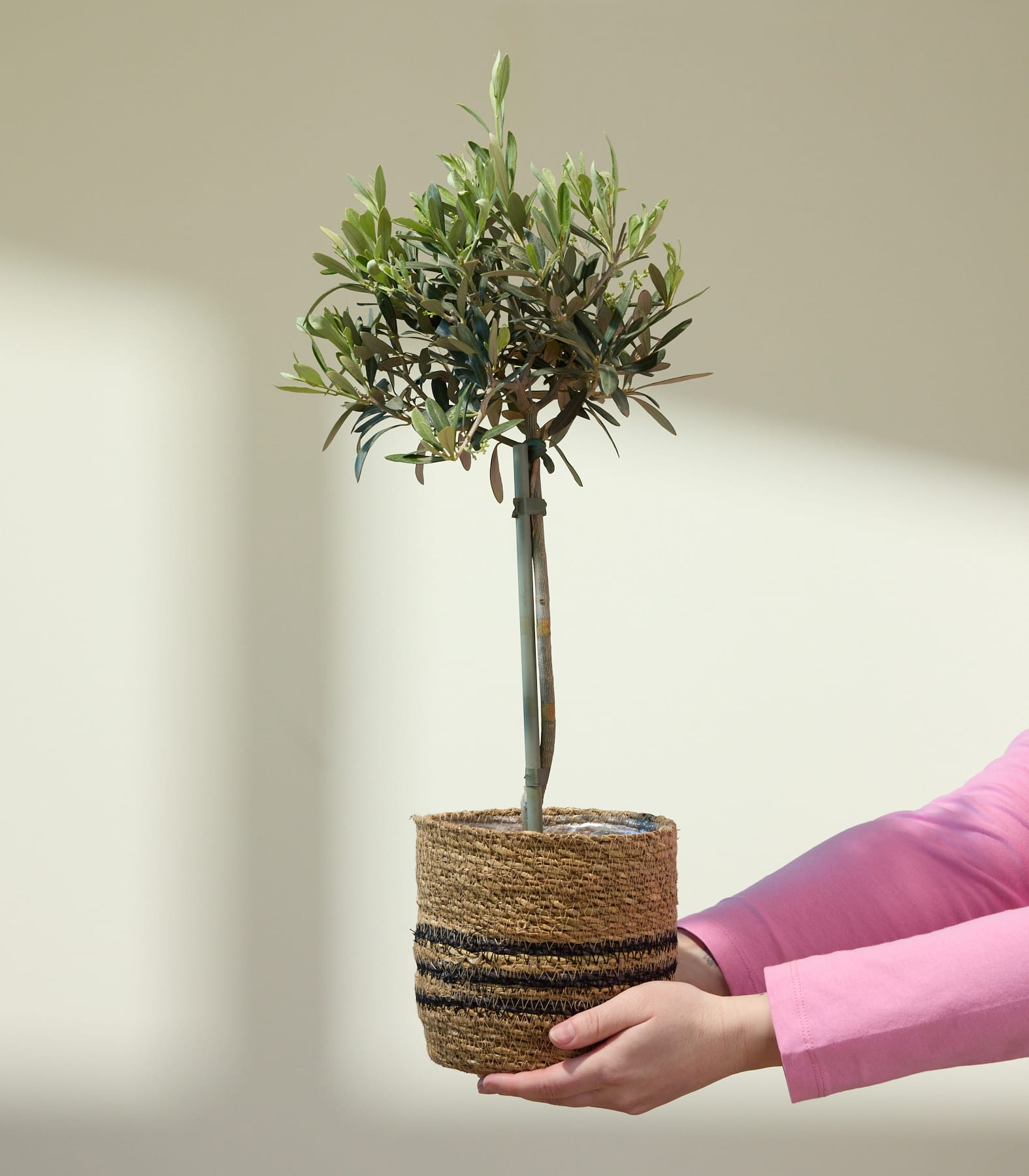 Im Vordergrund, vor einem schlichten weißen Hintergrund, ist ein kleiner Olivenbaum in einem geflochtenen Pflanzkübel zu sehen, der von den Händen einer Person gehalten wird.