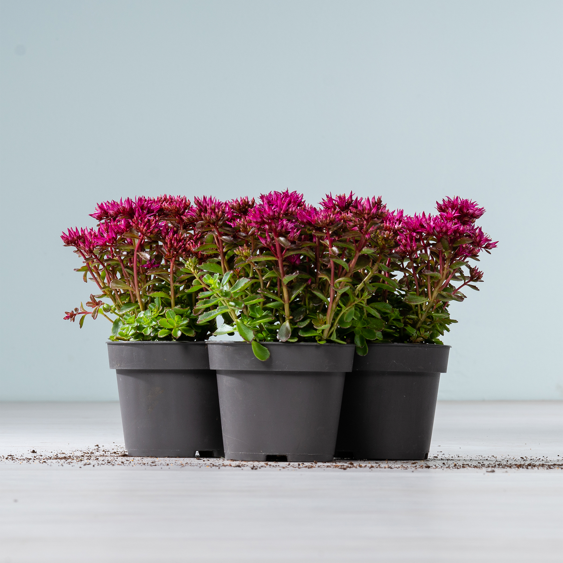 Das Bild zeigt mehrere Topfpflanzen mit leuchtend pinkfarbenen Blüten vor einem schlichten hellblauen Hintergrund.