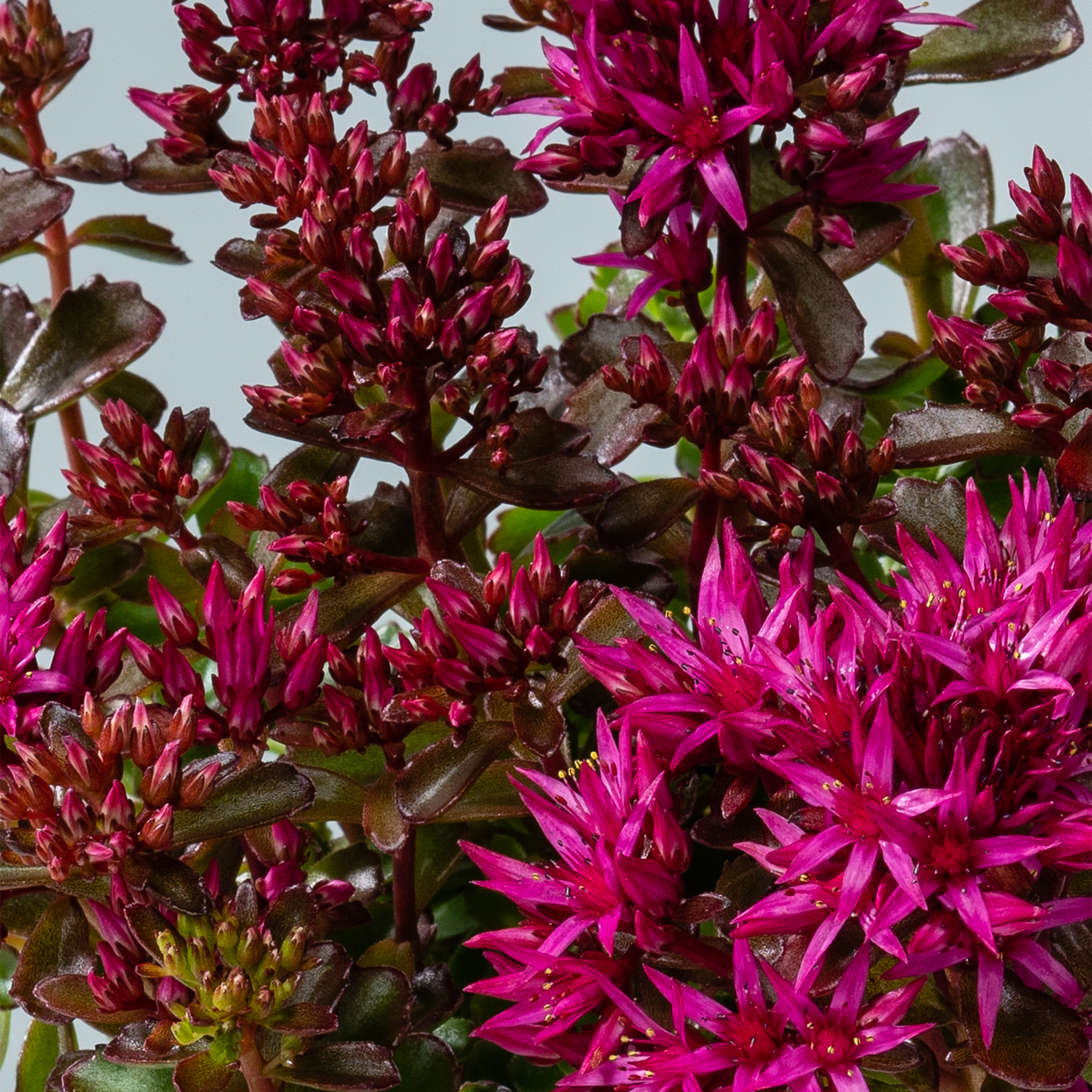 Leuchtend pinkfarbene Blüten mit stacheligen Blütenblättern und grünem Laub füllen das Bild und schaffen eine eindrucksvolle und visuell fesselnde Szene.