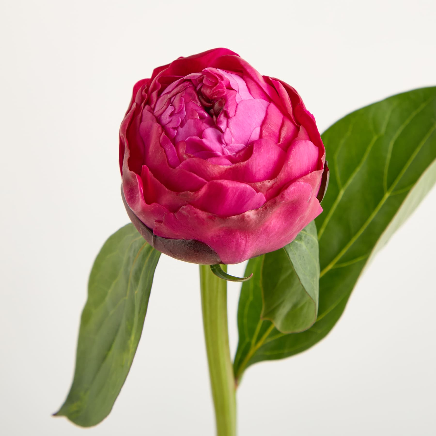 Eine leuchtend pinkfarbene Pfingstrose in voller Blüte, deren üppig grüne Blätter einen natürlichen Hintergrund vor einer schlichten weißen Oberfläche bilden.