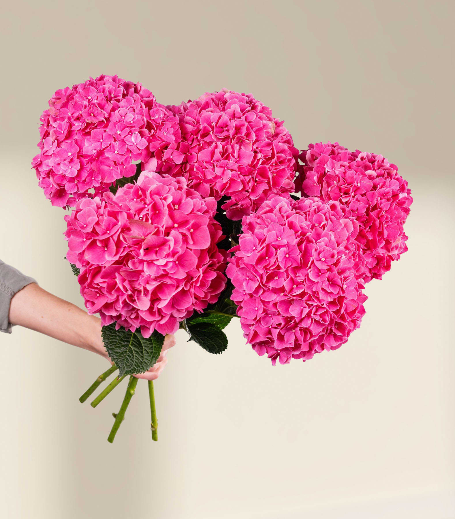 Ein leuchtender Strauß üppiger, rosa Hortensienblüten in den Händen einer Person vor einem schlichten, weißen Hintergrund.