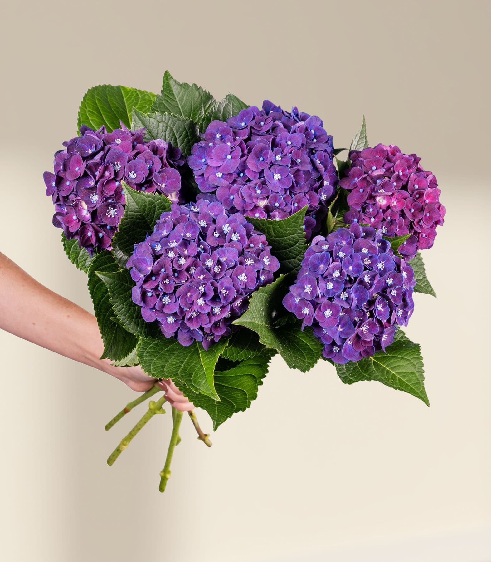 Ein Strauß leuchtend violetter Hortensienblüten mit grünen Blättern, in den Händen einer Person gehalten, vor einem schlichten weißen Hintergrund.