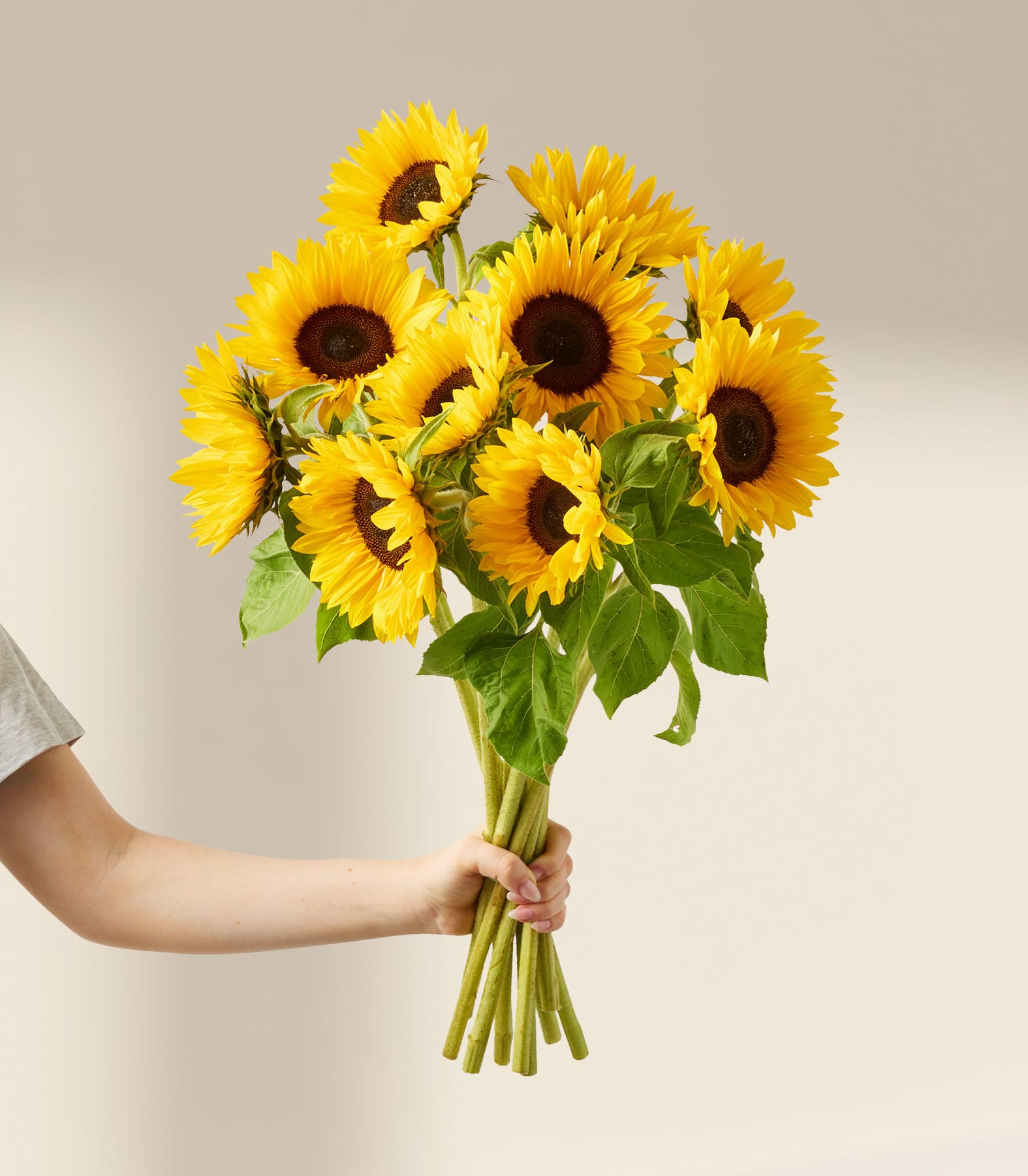 Ein Strauß leuchtend gelber Sonnenblumen in einer Glasvase, in die eine Hand greift, um das Arrangement vor einem schlichten weißen Hintergrund zu arrangieren.