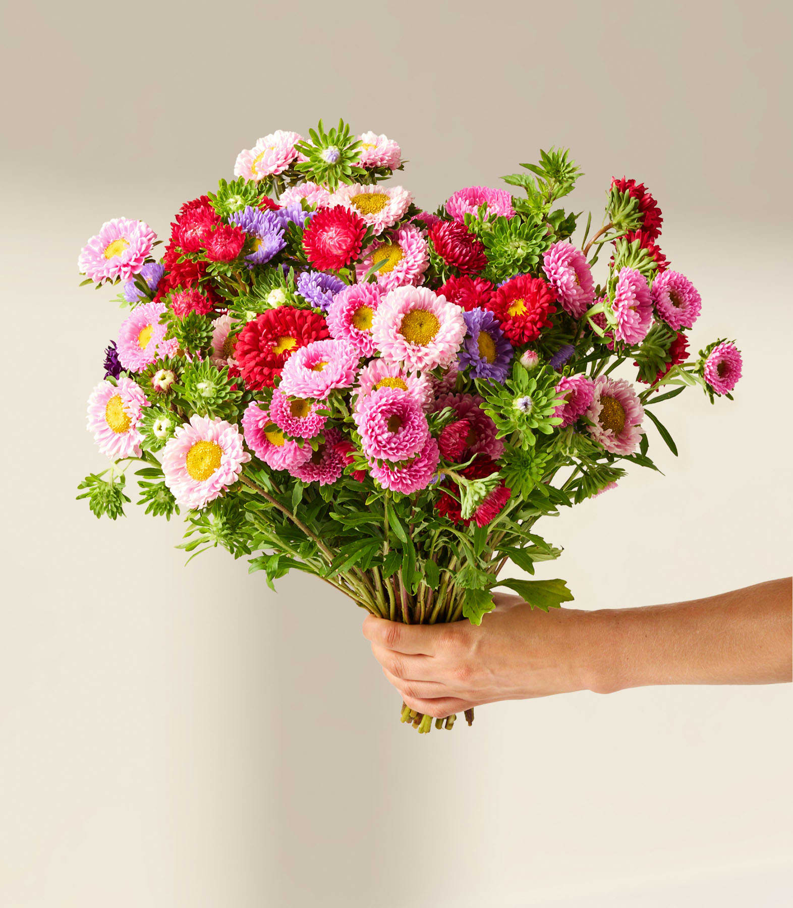 Leuchtend rosa und violette Chrysanthemenblüten in voller Blüte, umgeben von üppigem Grün.