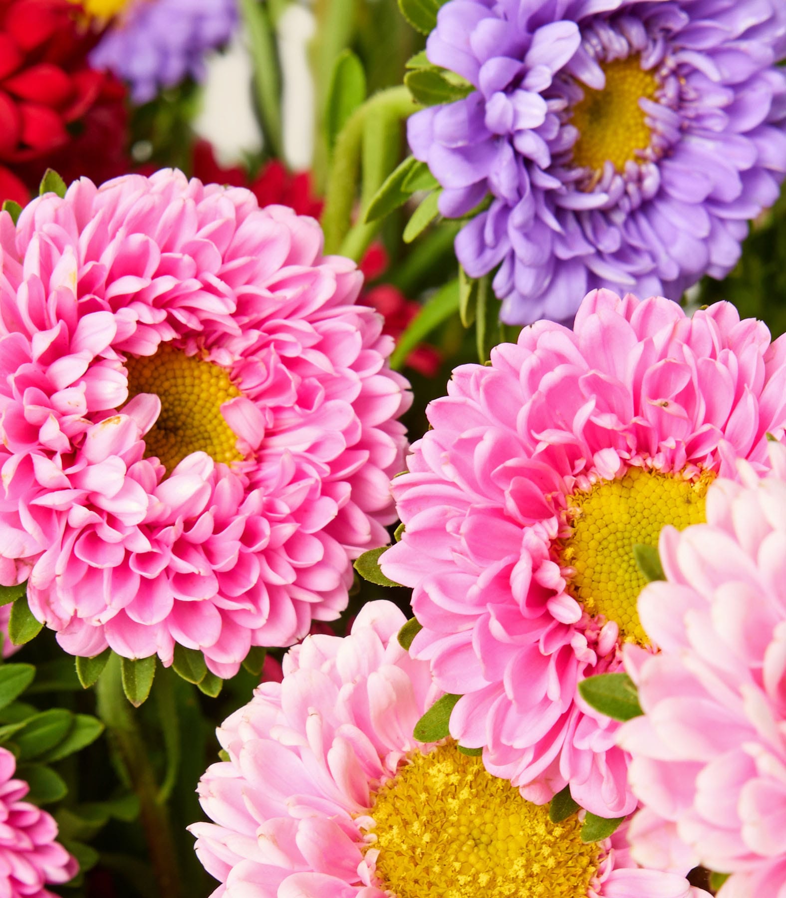 Ein farbenfroher Strauß aus rosa, roten und violetten Blumen, darunter Gänseblümchen und Chrysanthemen, wird in einer Glasvase vor einem schlichten weißen Hintergrund präsentiert.