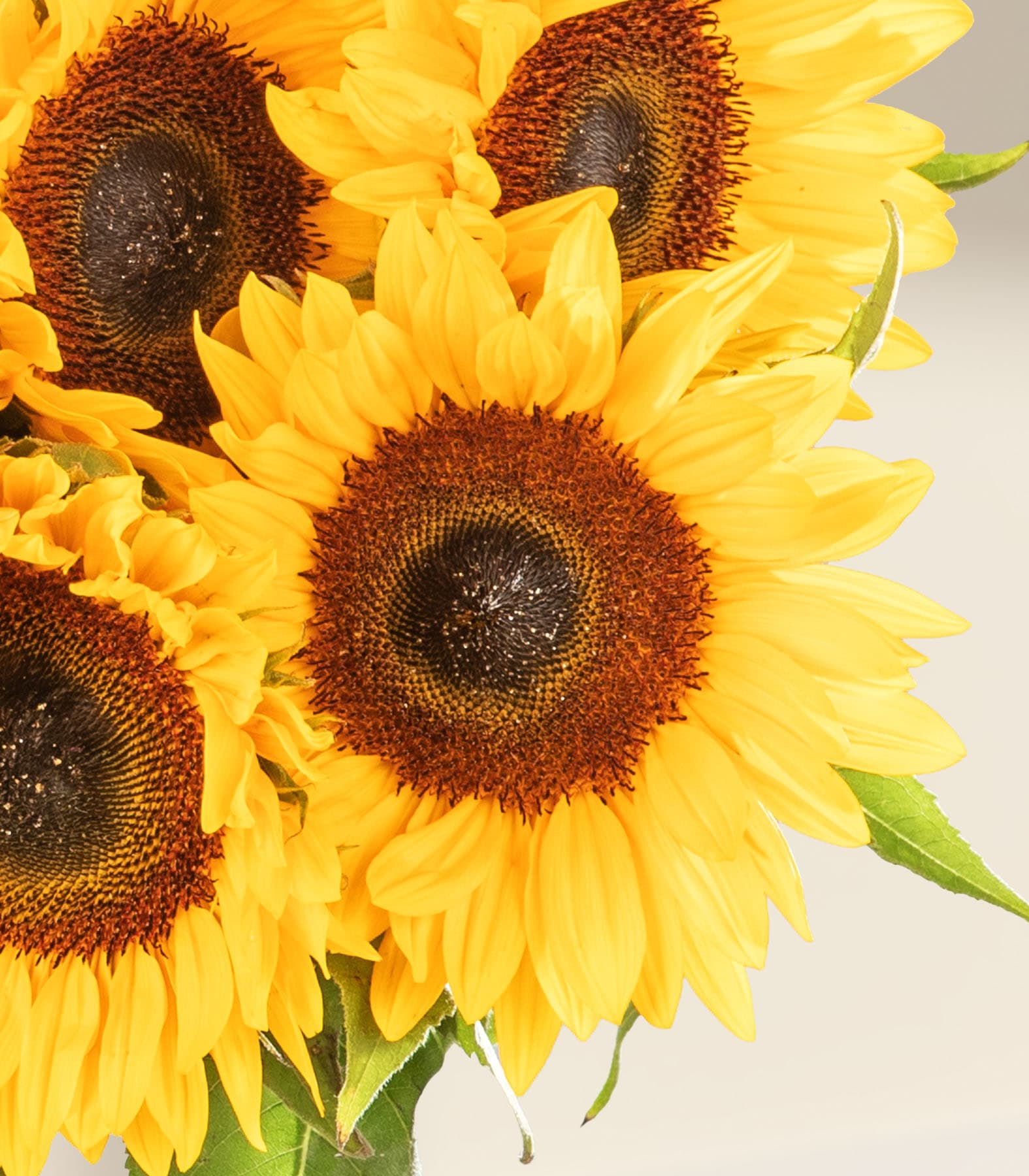 Leuchtend gelbe Sonnenblumen mit großen, dunklen Zentren füllen den Rahmen vor einem sanften blauen Hintergrund.