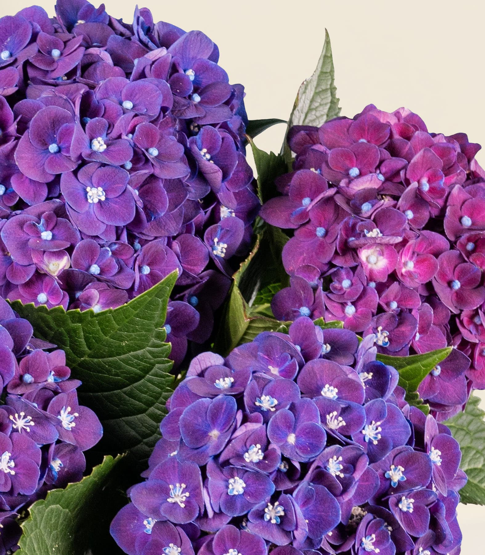 Leuchtend violette und rosa Hortensienblüten mit üppig grünen Blättern füllen das Bild und schaffen einen optisch beeindruckenden und fesselnden Anblick.