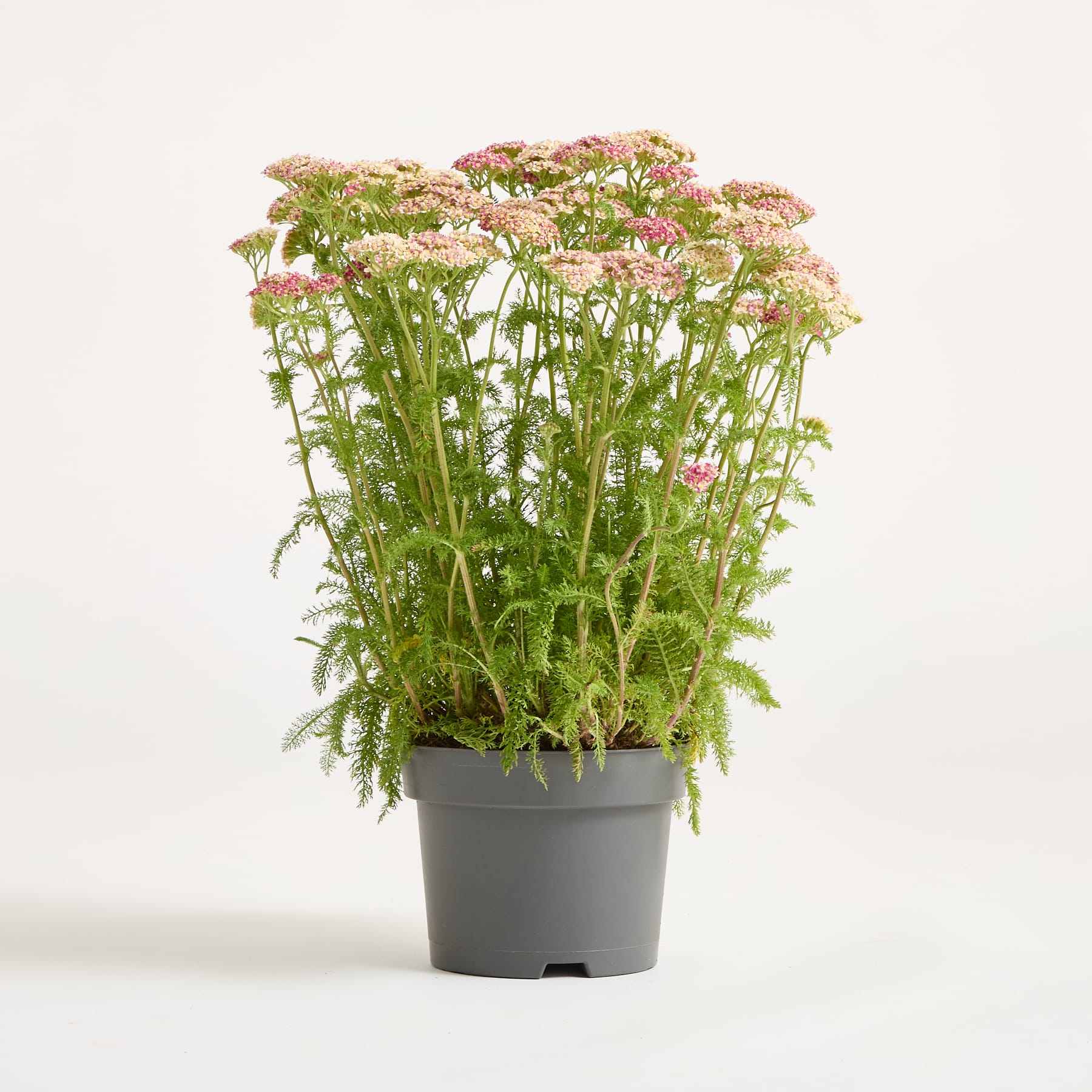 Eine Topfpflanze mit leuchtend pinkfarbenen Blüten und üppigem grünem Laub steht auf einer schlichten weißen Fläche vor einem hellblauen Hintergrund.