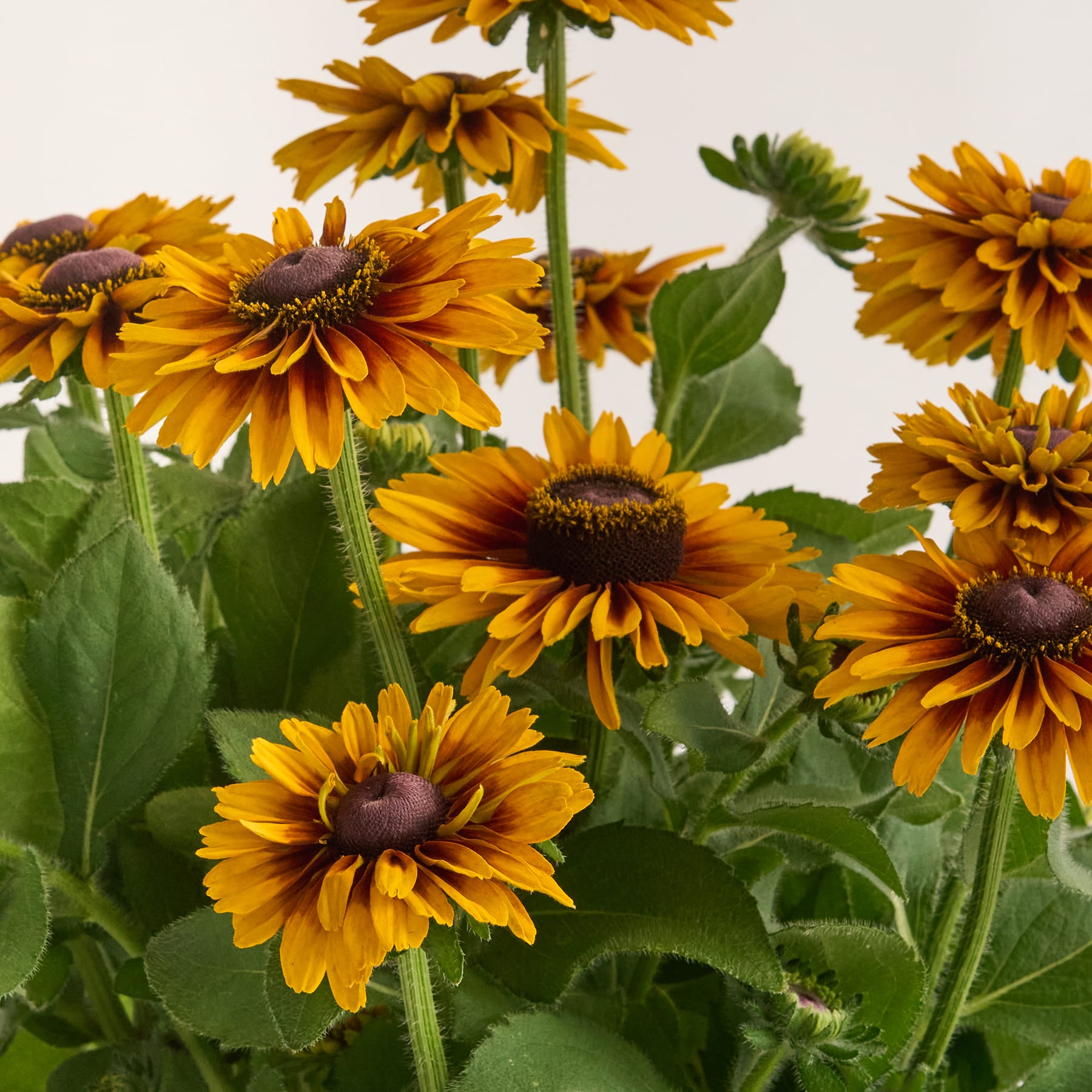 Im Vordergrund blühen mehrere leuchtend gelbe, gefüllte Blüten mit dunklen Zentren, umgeben von grünen Blättern und Knospen, vor einem schlichten weißen Hintergrund.