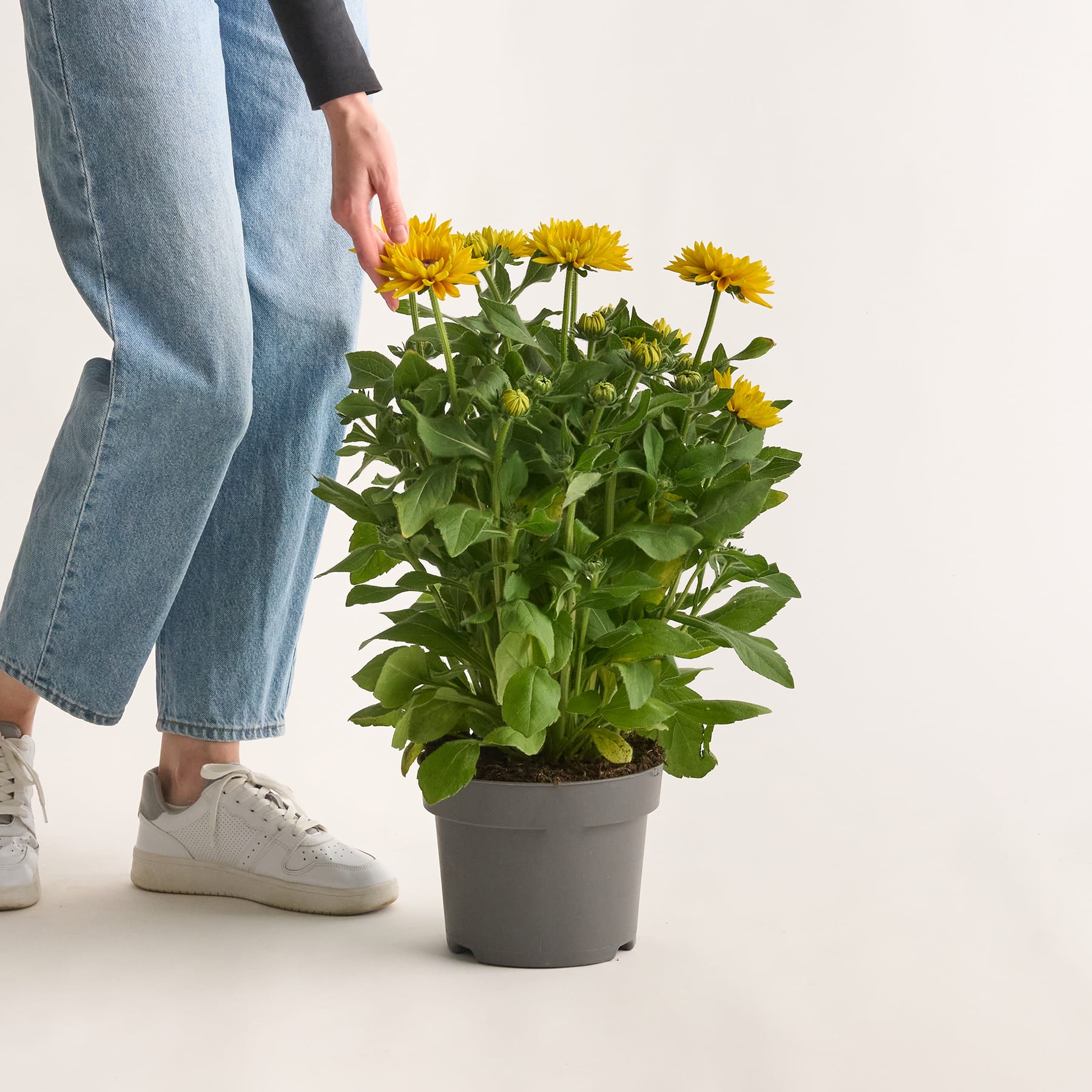 Eine Person in Jeans und Turnschuhen berührt sanft eine Topfpflanze mit gelben Blüten vor einem schlichten weißen Hintergrund.