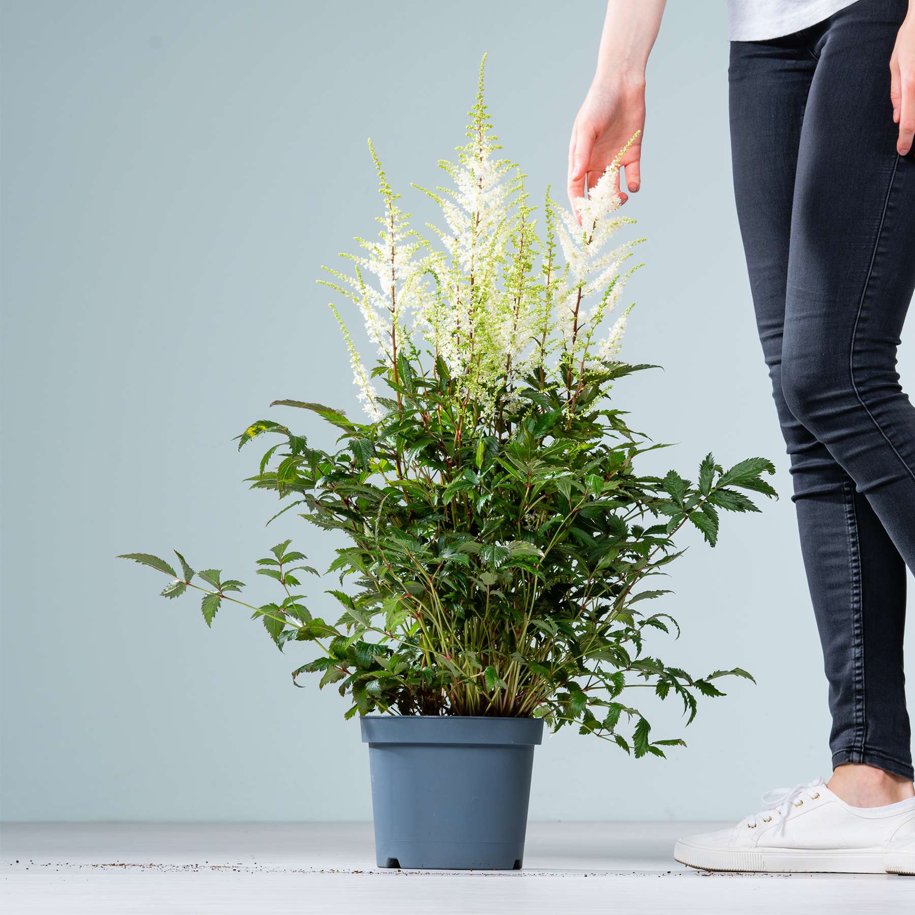 Eine Person in schwarzen Jeans und weißen Turnschuhen steht neben einer weißen Astilbe im Topf vor einem hellblauen Hintergrund.