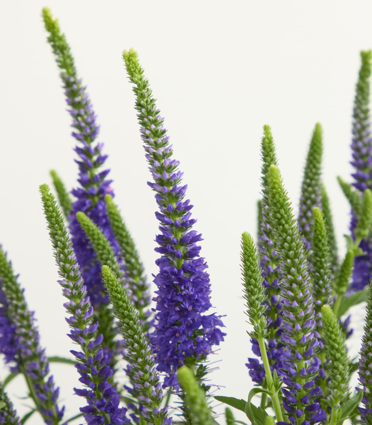Eine Nahaufnahme von leuchtend violetten Hebe-Blüten und grünem Laub füllt den Vordergrund, vor einem sanften, gedämpften grauen Hintergrund.