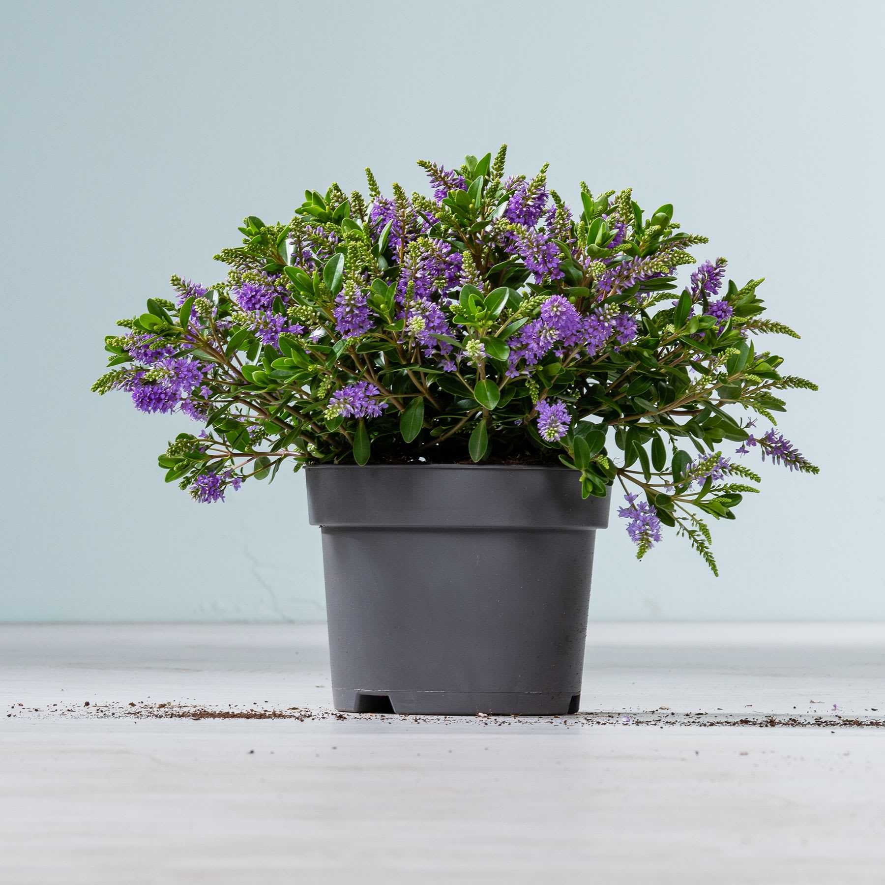 Eine Hebe-Topfpflanze mit kleinen violetten Blüten steht auf einer weißen Fläche mit verstreuter Erde vor einem hellblauen Hintergrund.
