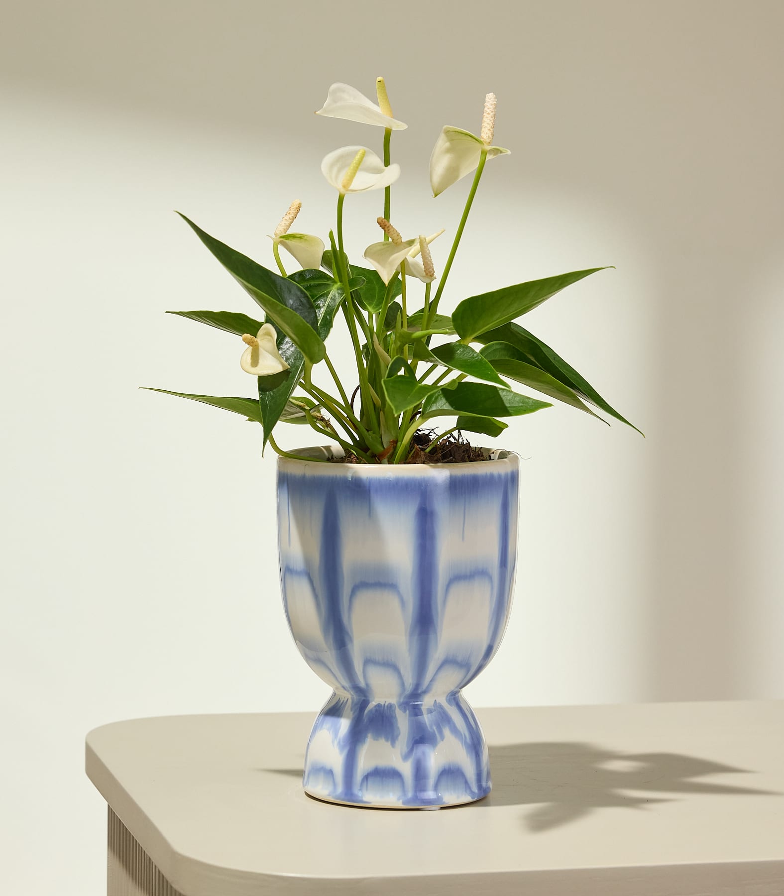 Eine weiße Anthurie mit grünen Blättern steht in einem blau-weiß gemusterten Topf auf einem hellen Tisch, im Hintergrund ist eine sanft beleuchtete Wand zu sehen.