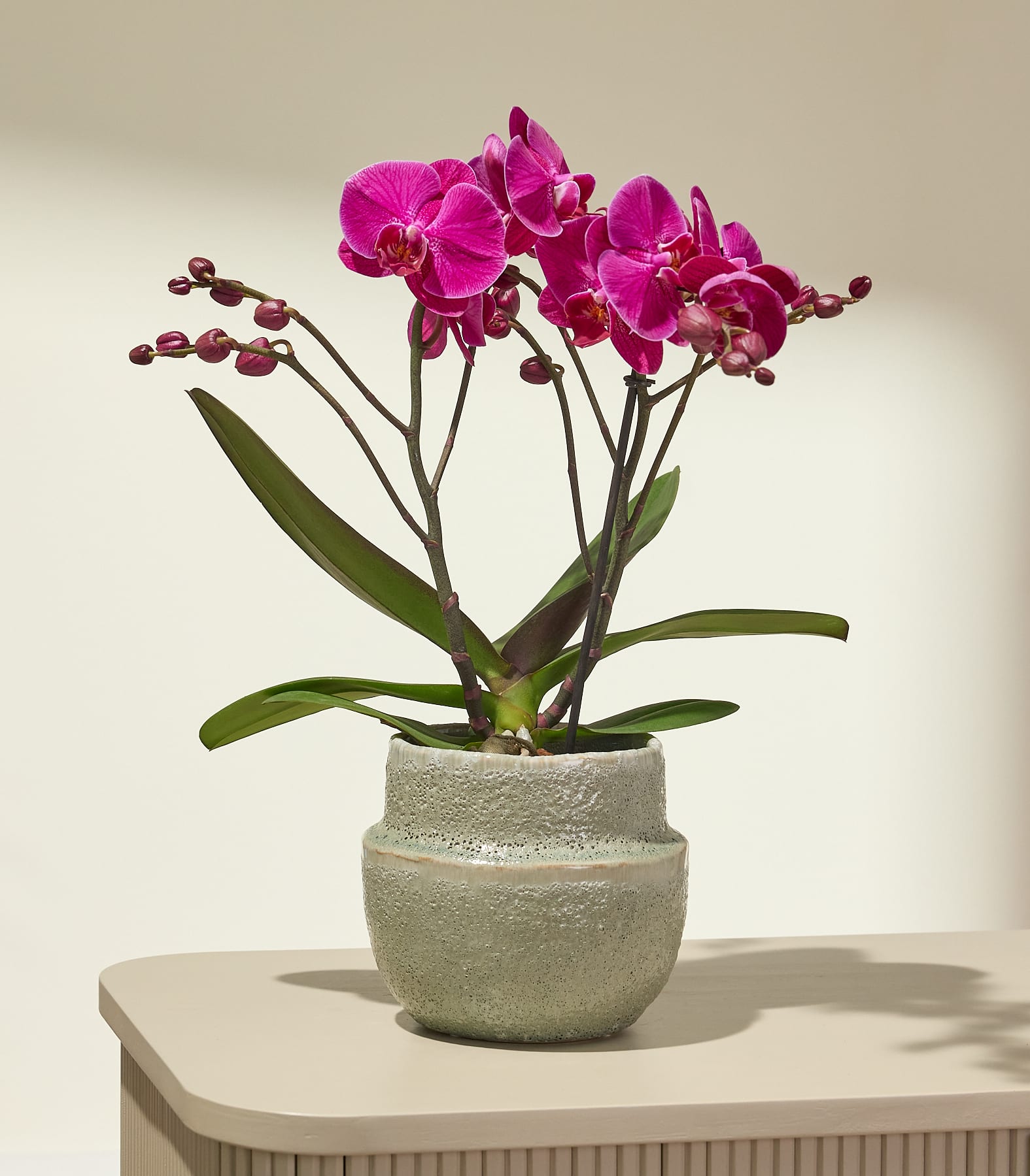 Eine leuchtend pinkfarbene Orchidee in einem strukturierten Topf steht auf einem hellen Tisch vor einem sanft beleuchteten, neutralen Hintergrund.