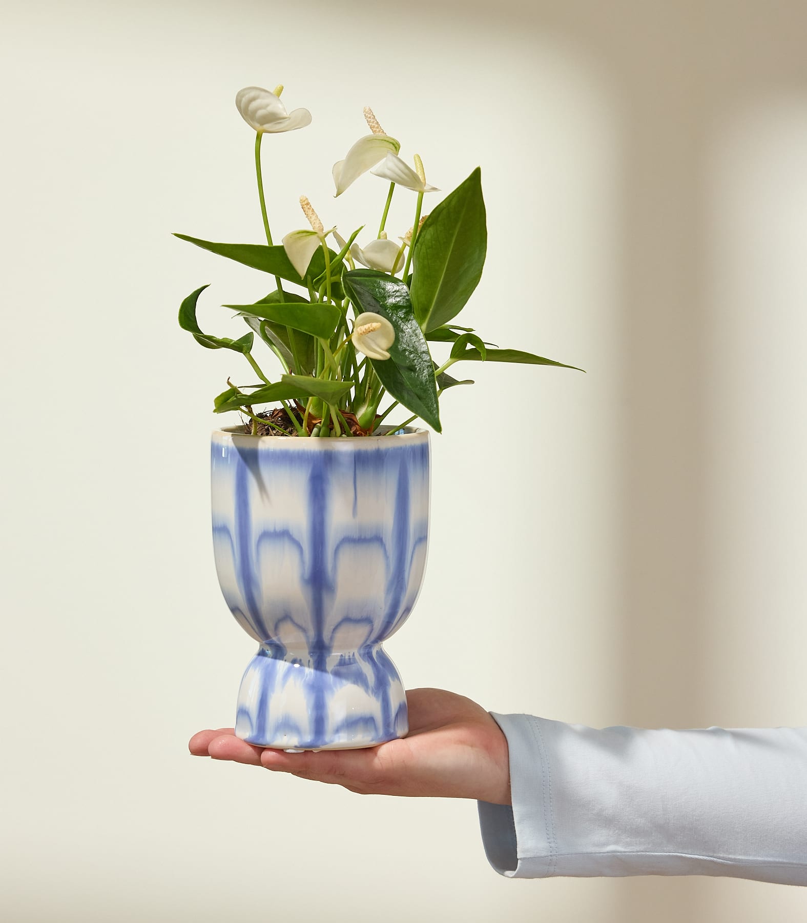 Eine Hand hält einen blau-weiß gemusterten Topf mit weißen Anthurienblüten vor einem sanft beleuchteten, neutralen Hintergrund.