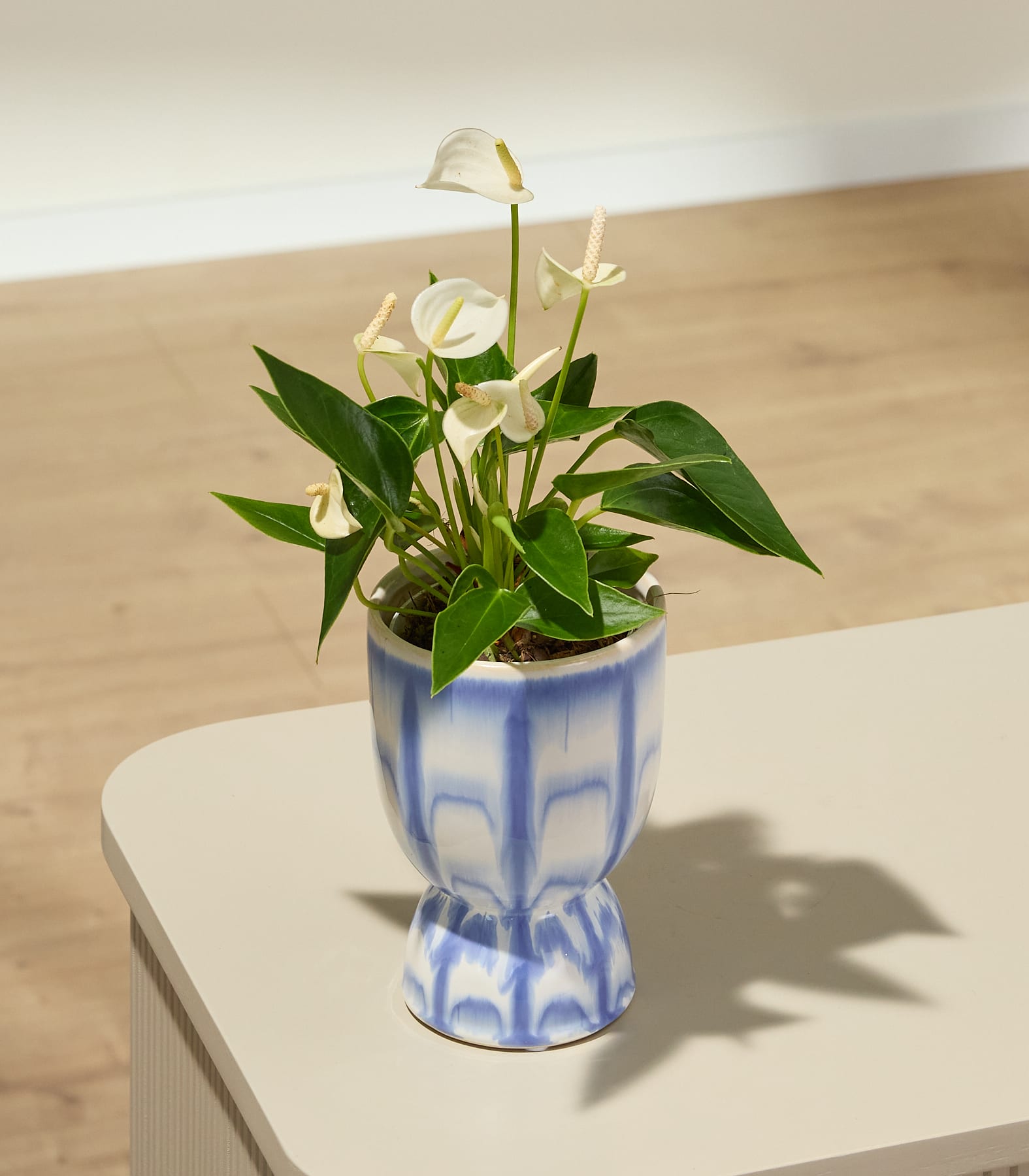 Eine weiße Anthurie mit grünen Blättern steht in einem blau-weiß gemusterten Topf auf einem hellen Tisch; im Hintergrund sind Wand und Boden verschwommen zu erkennen.