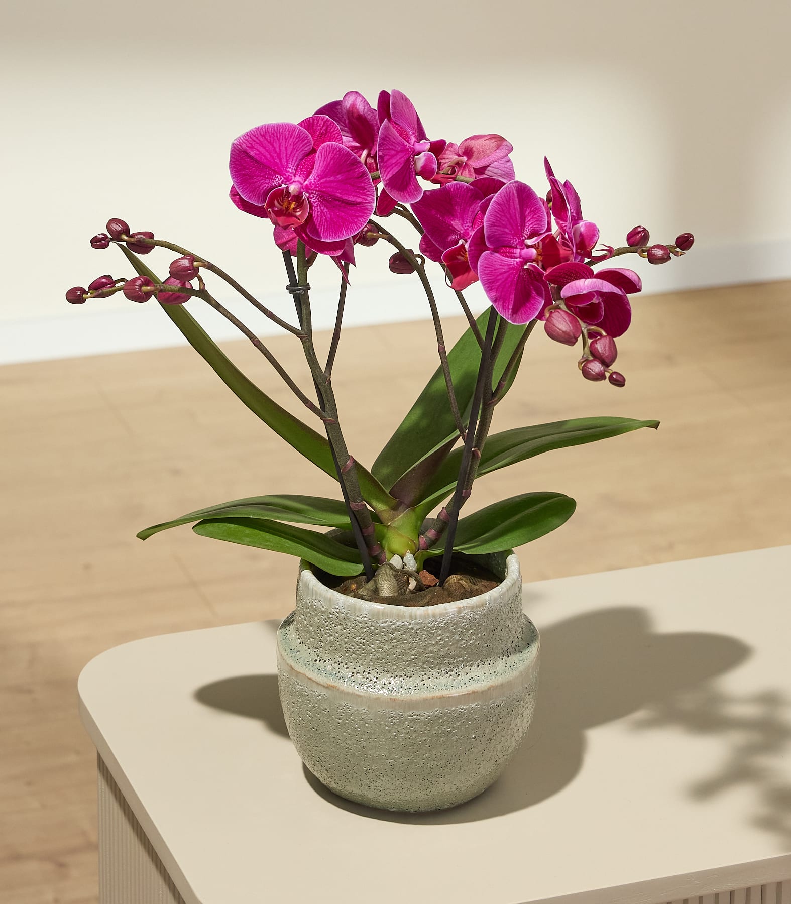 Eine leuchtend pinkfarbene Orchidee in einem strukturierten Topf steht auf einem hellen Tisch vor einem sanft beleuchteten, neutralen Hintergrund.