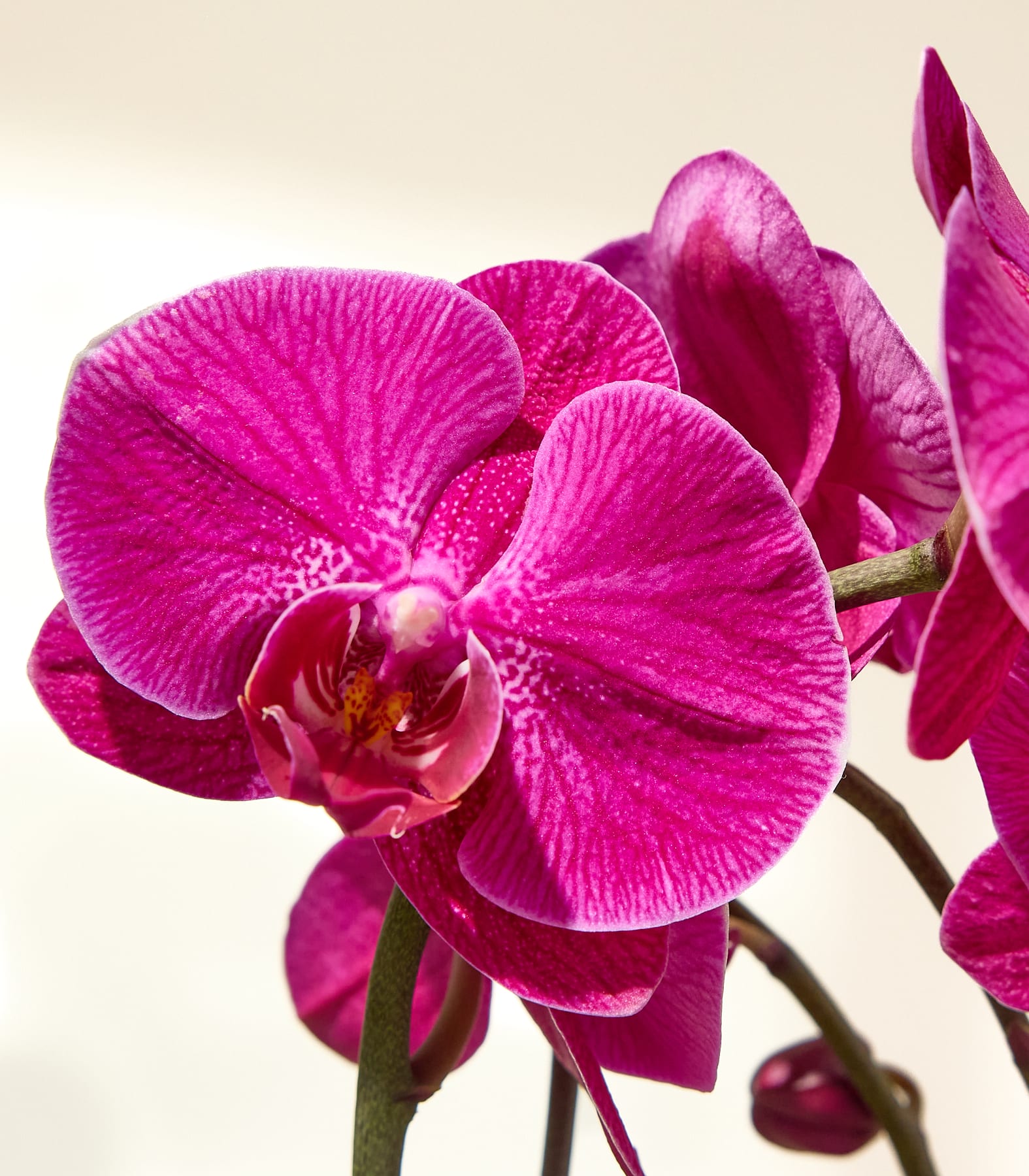Eine leuchtend pinkfarbene Orchidee mit zarten weißen Sprenkeln im Vordergrund hebt sich von einem weichen, verschwommenen cremefarbenen Hintergrund ab.