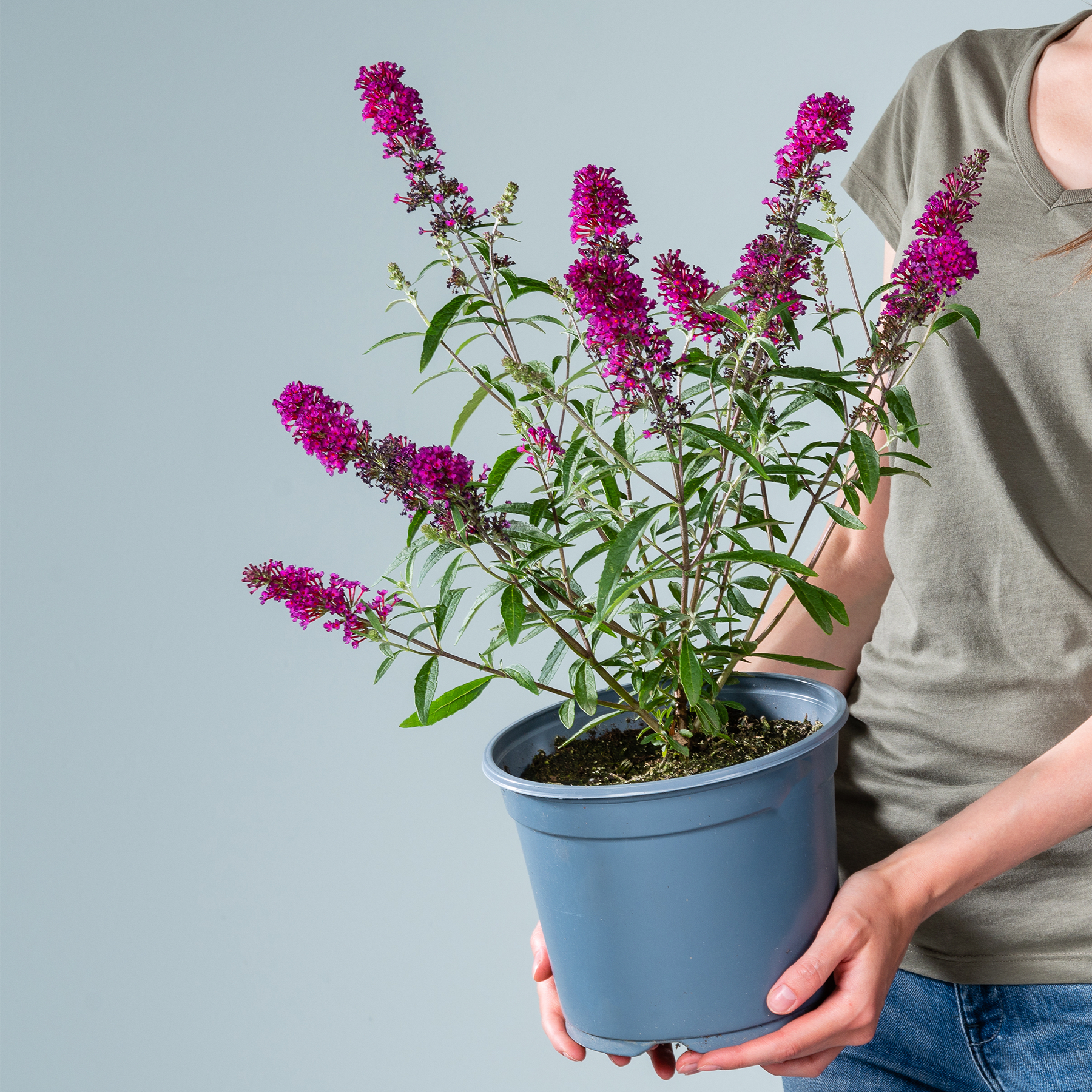 Eine Person in einem grünen Hemd und blauen Jeans hält vor einem schlichten grauen Hintergrund eine Topfpflanze mit leuchtend violetten Blüten.