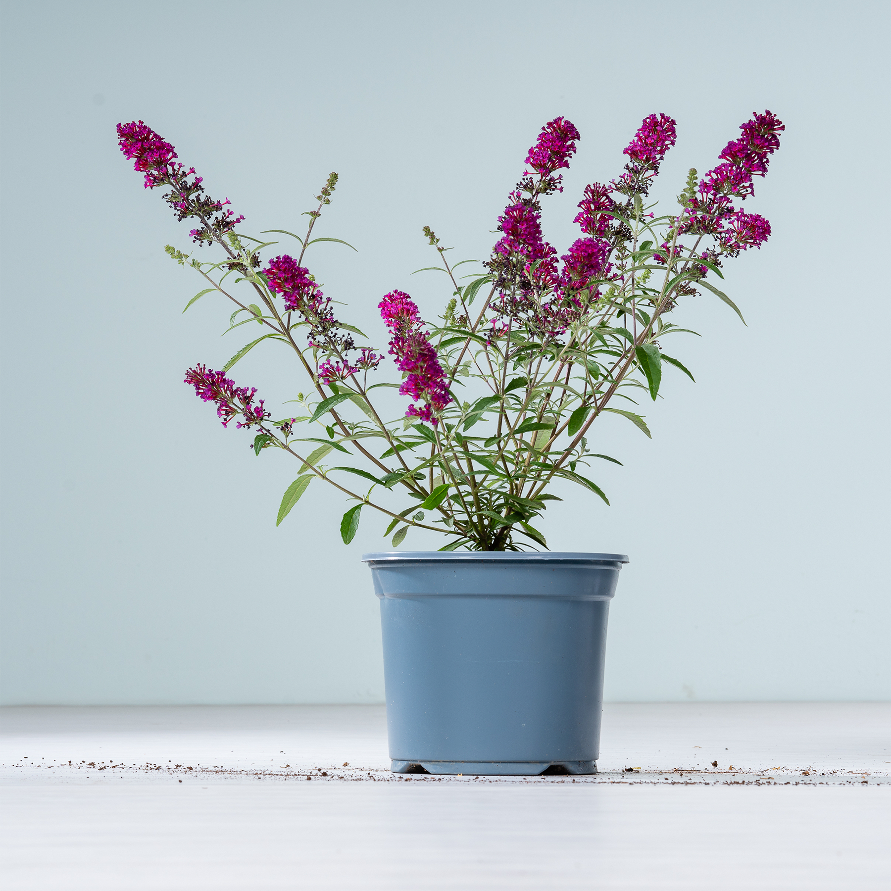 Ein lila Schmetterlingsstrauch im Topf mit zarten Blüten steht auf einer weißen Fläche vor hellblauem Hintergrund.