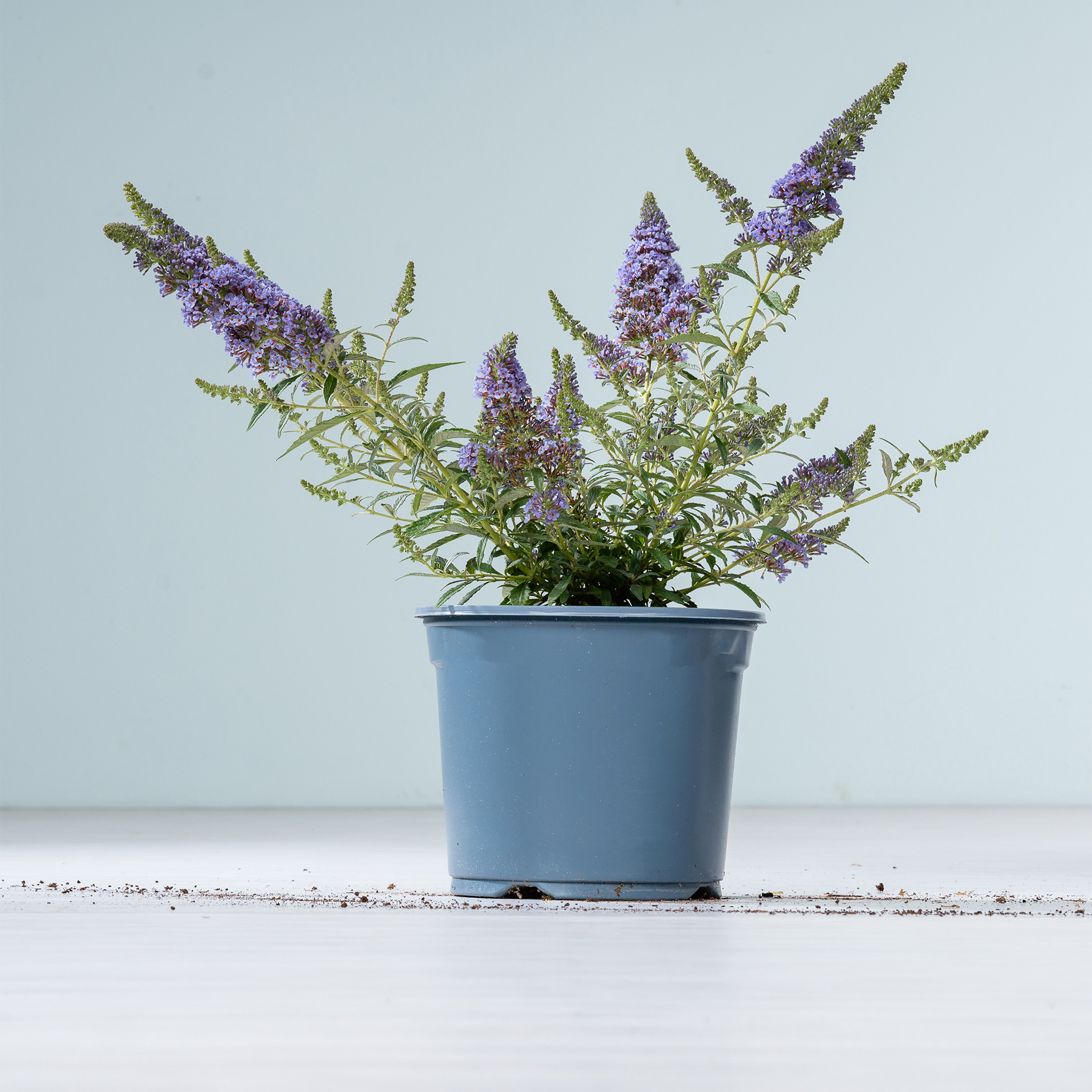 Eine Lavendelpflanze im Topf mit zarten violetten Blüten steht auf einer weißen Fläche vor hellblauem Hintergrund.